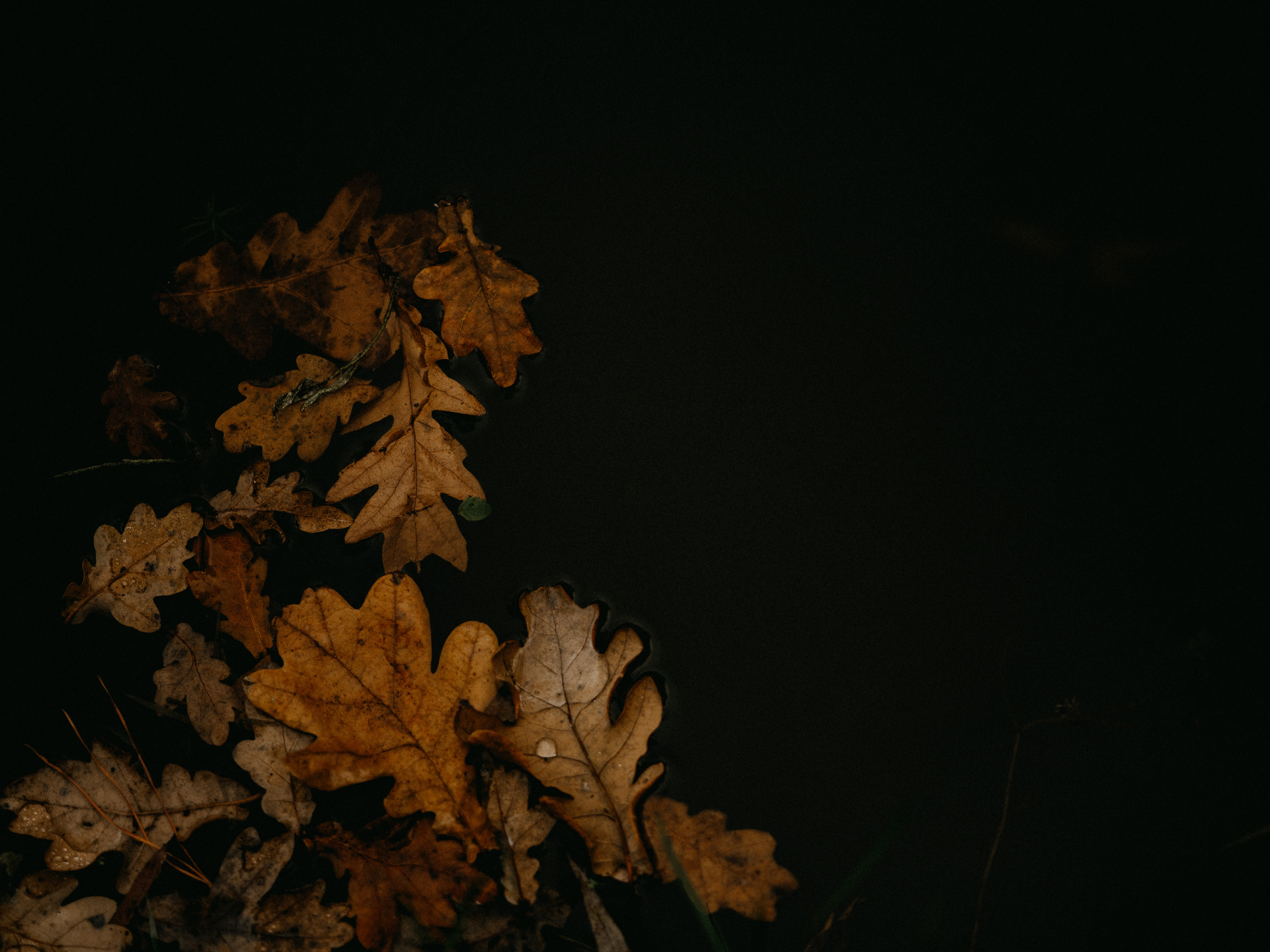 macro, autumn, leaves, brown, puddle, fallen leaves, fallen foliage 5K