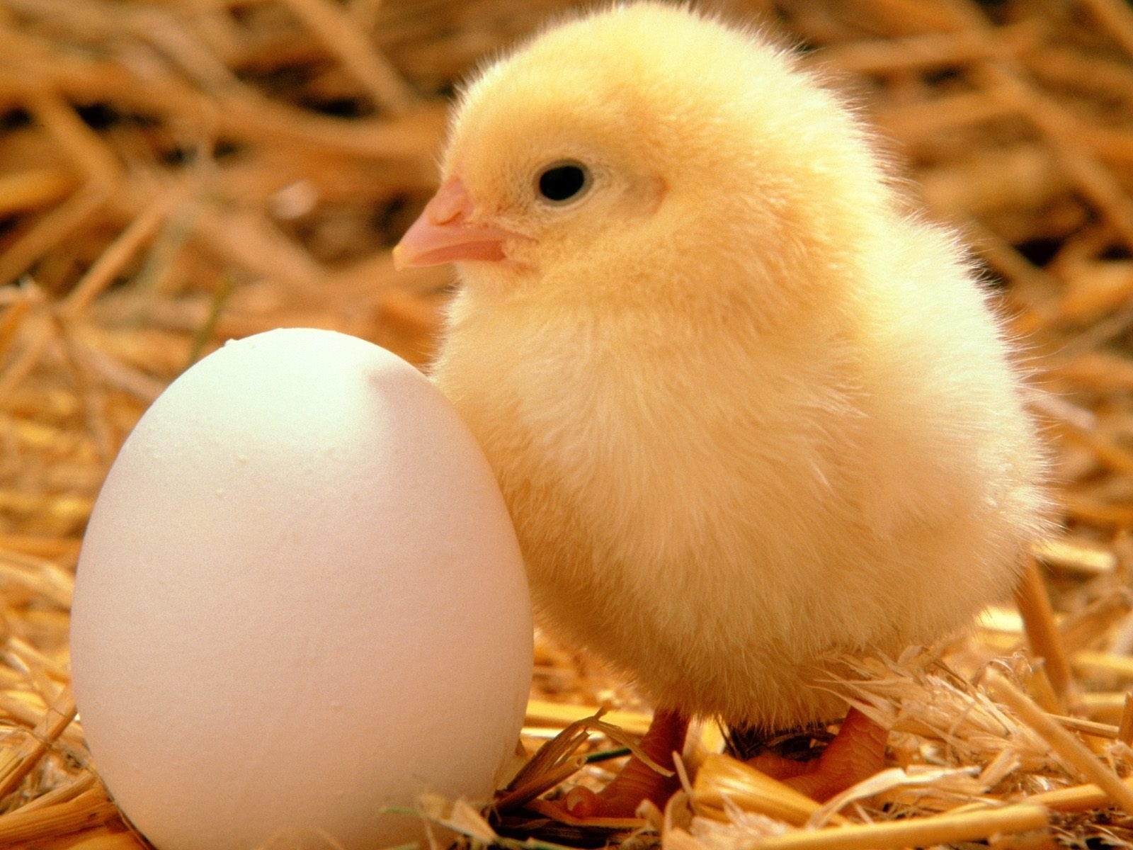 1963 Screensavers and Wallpapers Chicks for phone. Download animals, eggs, chicks, orange pictures for free