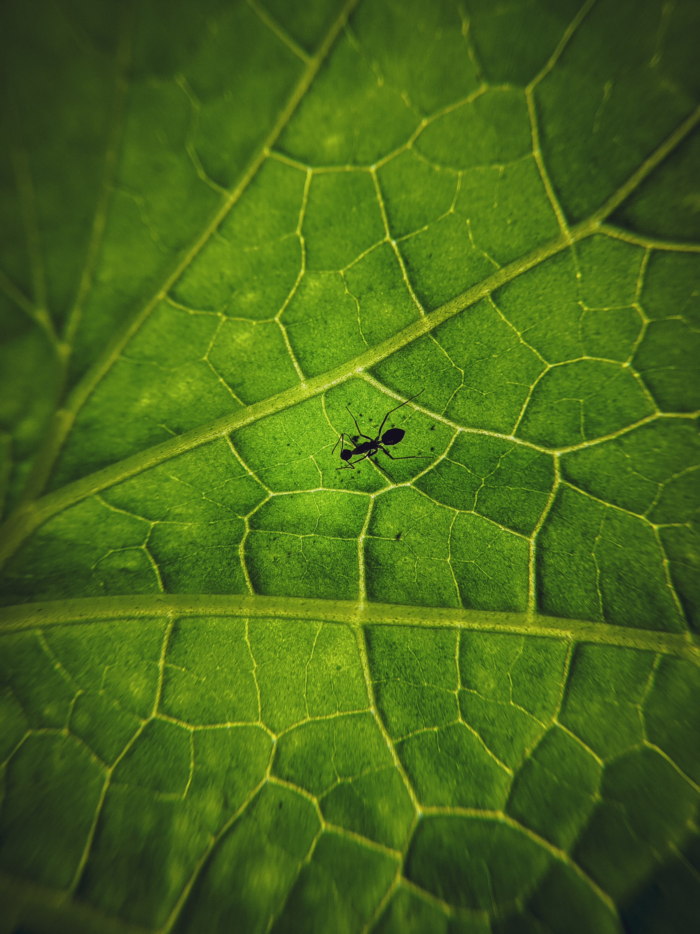 animals, macro, sheet, leaf, insect, ant, veins cell phone wallpapers