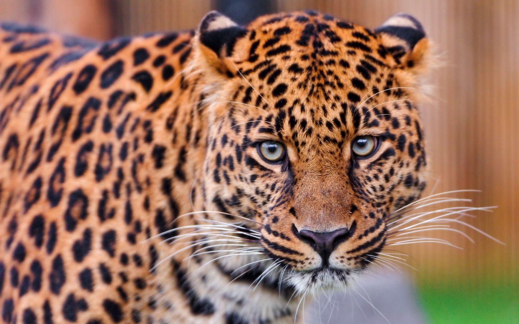 153081 Protetores de tela e papéis de parede Leopardo em seu telefone. Baixe gato grande, manchado, cor, visto fotos gratuitamente