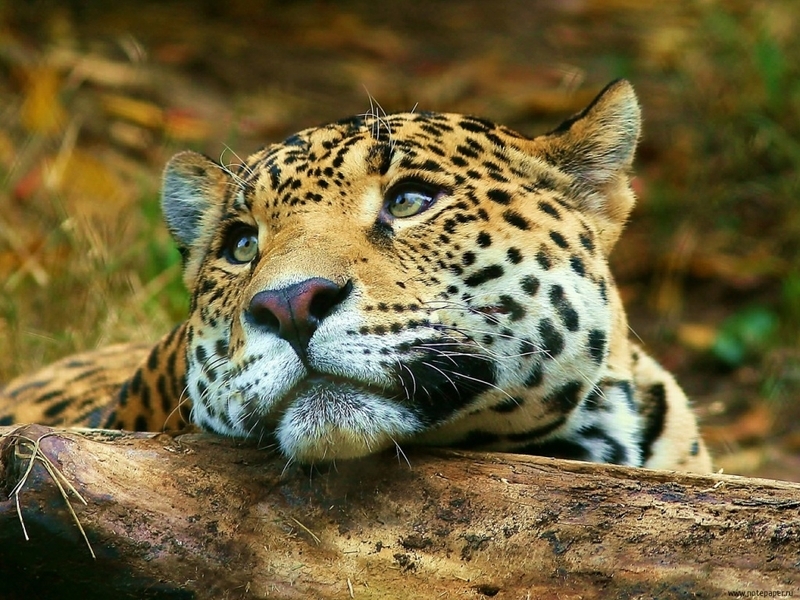 30893 Salvapantallas y fondos de pantalla Leopardos en tu teléfono. Descarga imágenes de amarillo, animales gratis