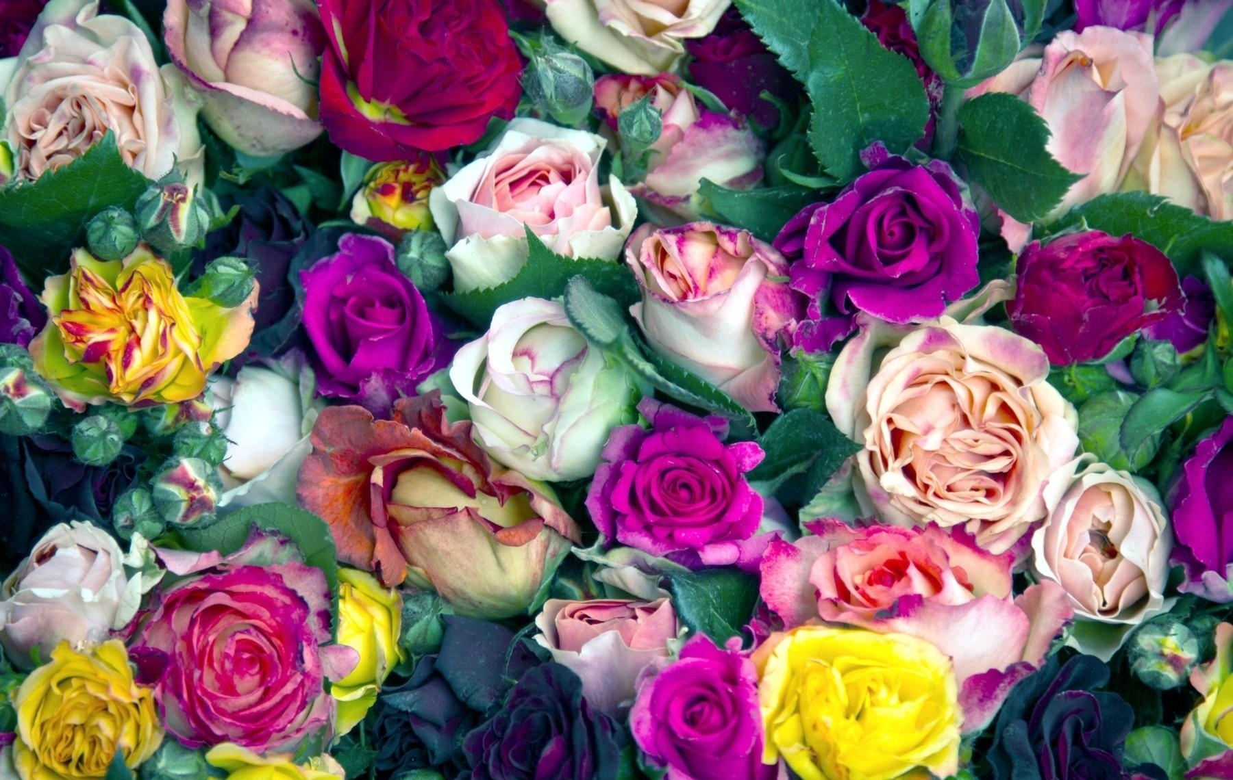 Laden Sie das Blumen, Roses, Mehrfarbig, Bunten, Knospen, Viel-Bild kostenlos auf Ihren PC-Desktop herunter