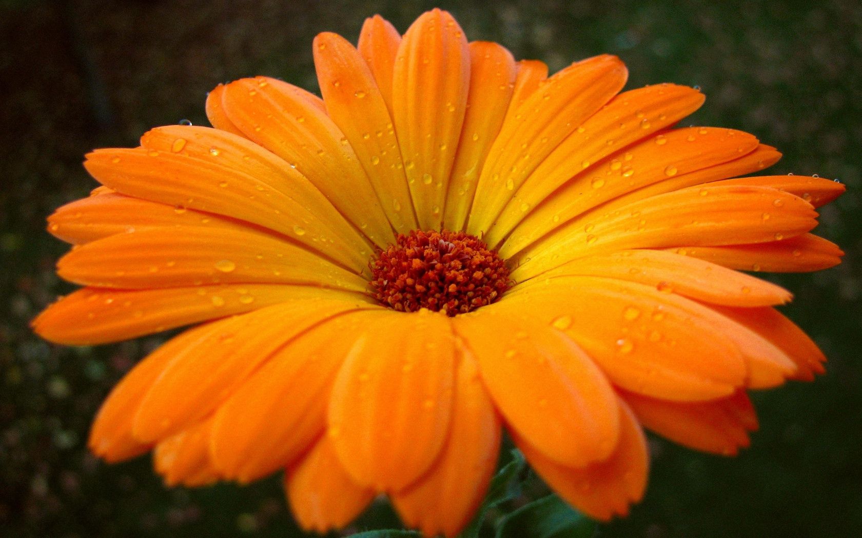 Laden Sie das Blumen, Drops, Gerbera, Blume, Nahaufnahme, Pollen-Bild kostenlos auf Ihren PC-Desktop herunter