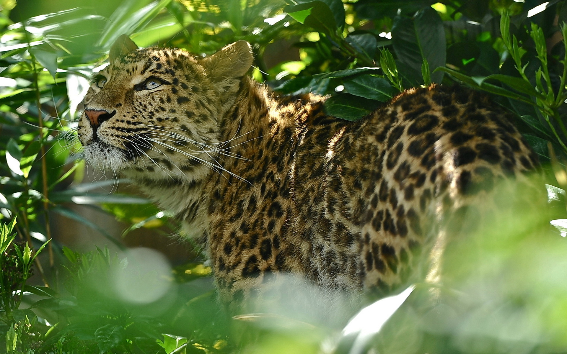 45895 télécharger le fond d'écran animaux, jaguar - économiseurs d'écran et images gratuitement