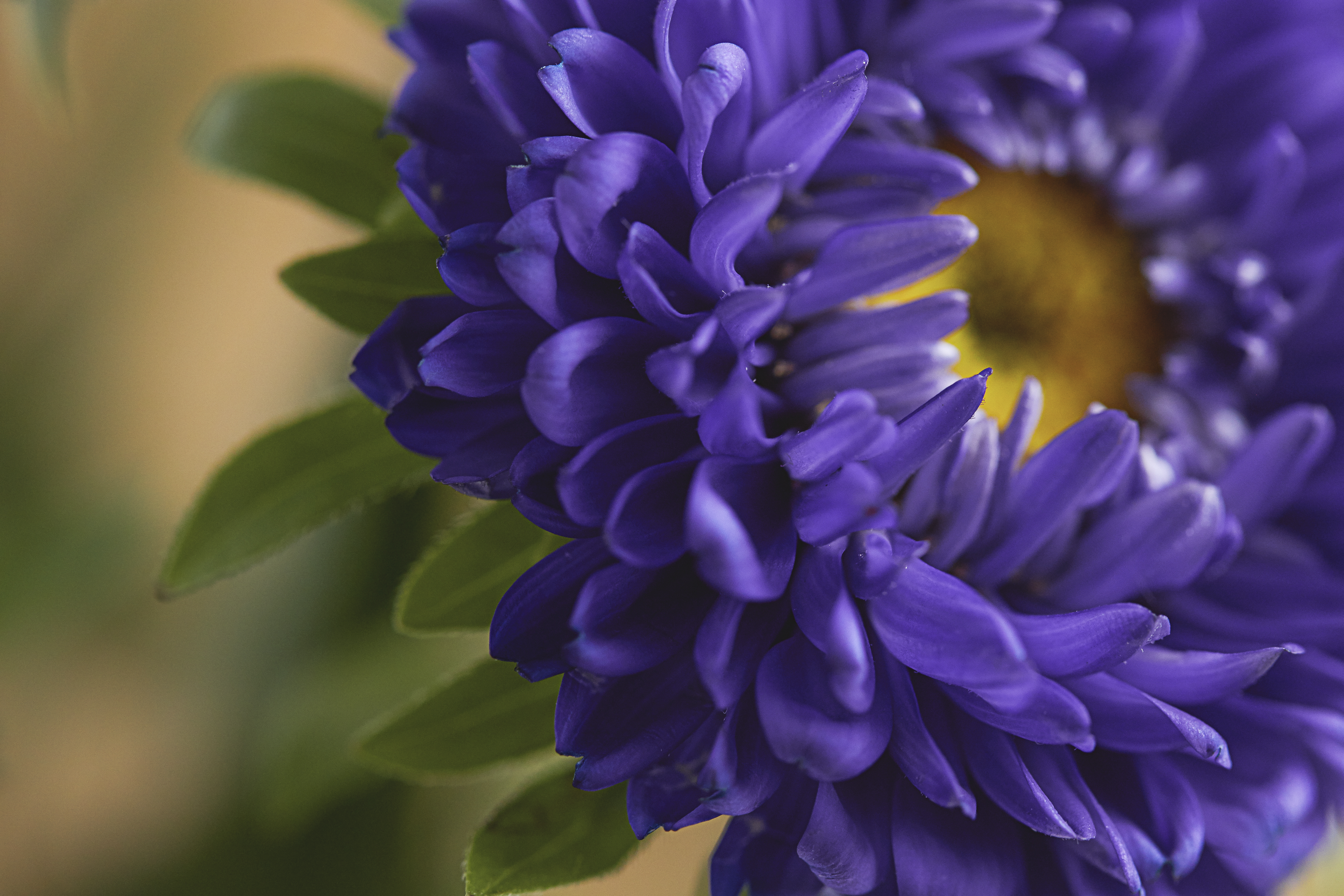 Laden Sie das Blume, Blumen, Makro, Blütenblätter-Bild kostenlos auf Ihren PC-Desktop herunter