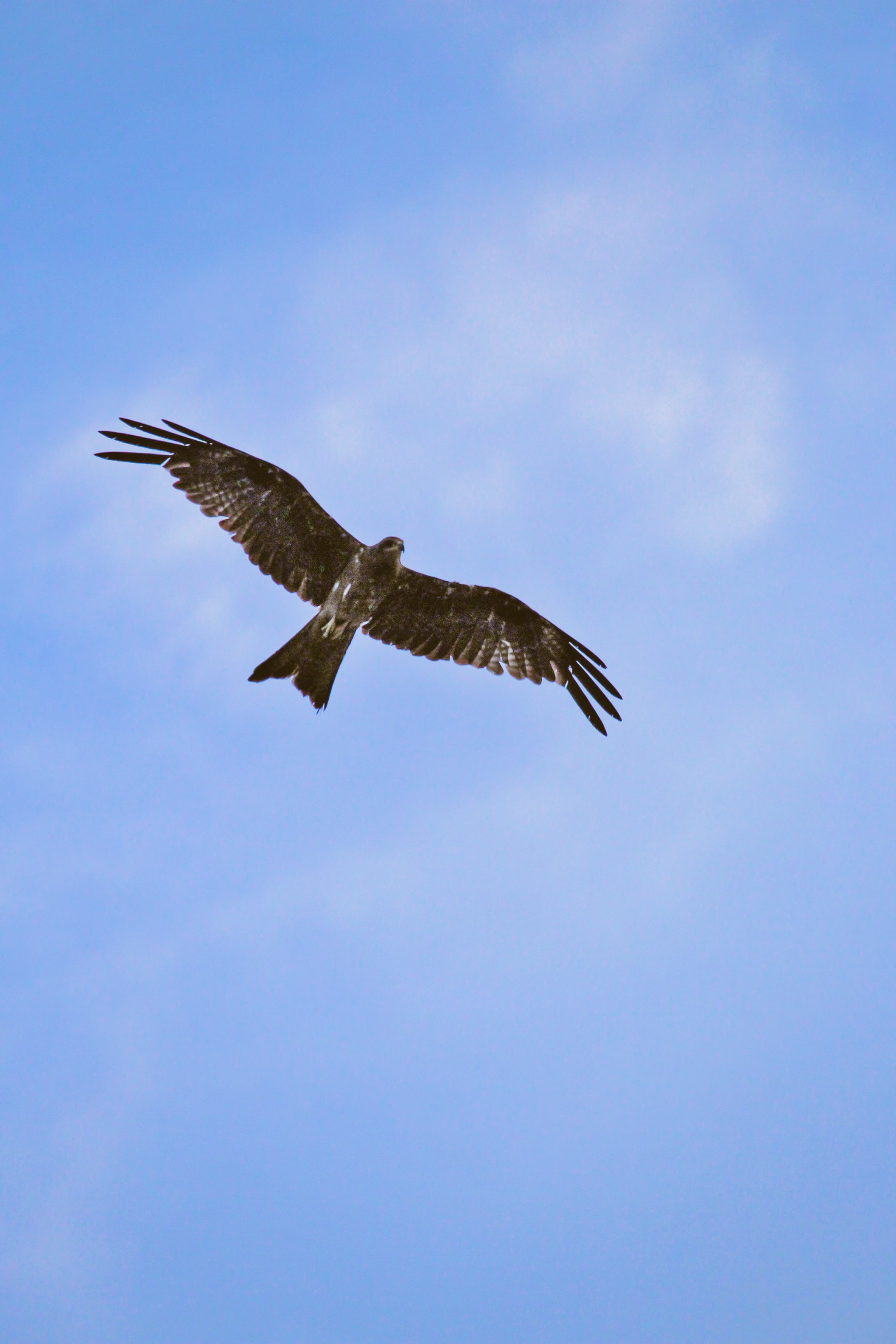 Laden Sie das Tiere, Vogel, Flug, Falke, Flügel, Hawk-Bild kostenlos auf Ihren PC-Desktop herunter