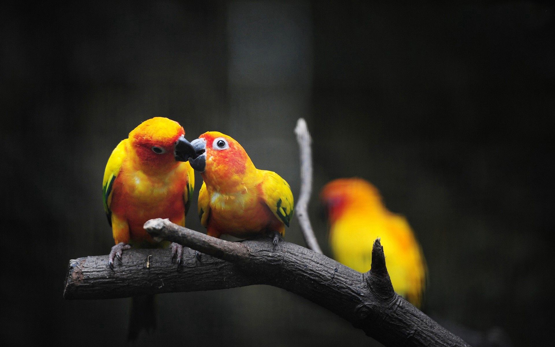 121352 Bildschirmschoner und Hintergrundbilder Papageien auf Ihrem Telefon. Laden Sie vögel, ast, farbe, tiere Bilder kostenlos herunter