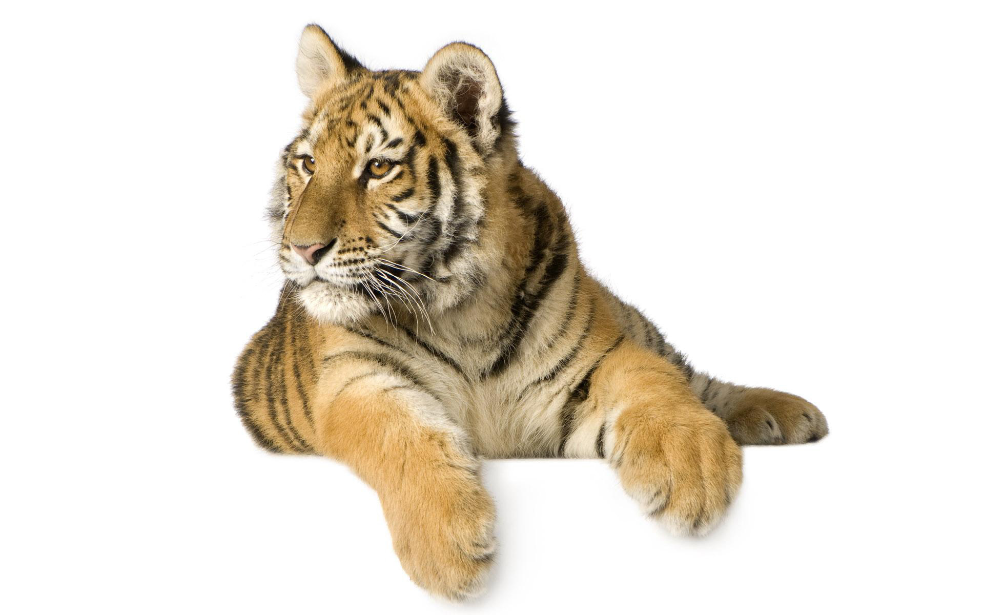 35768 Hintergrundbilder und Tigers Bilder auf dem Desktop. Laden Sie tiere Bildschirmschoner kostenlos auf den PC herunter