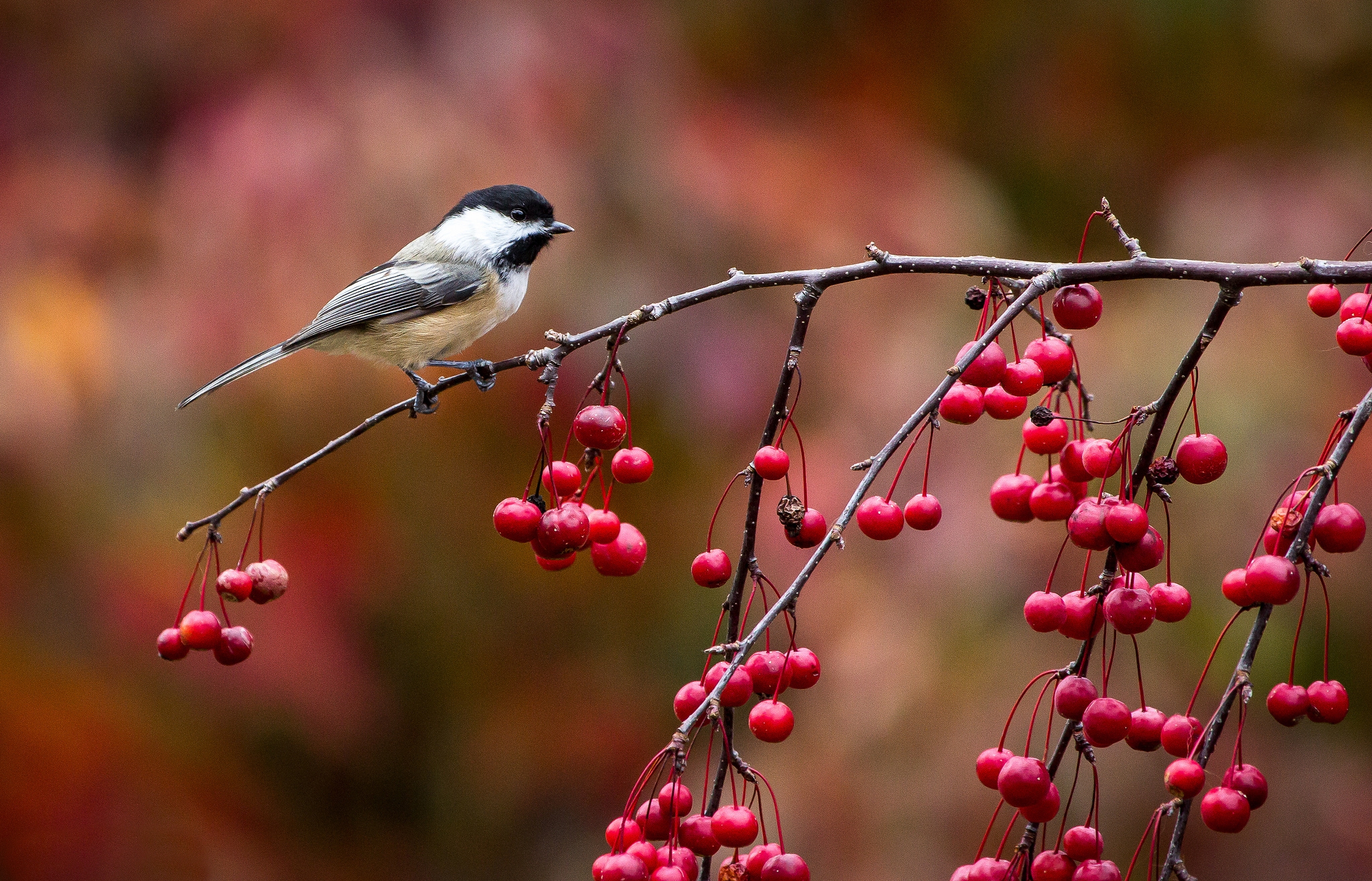 69649 download wallpaper bird, animals, autumn, berries, branch, tit, titica, little bird, birdie, titmouse, sinicka screensavers and pictures for free