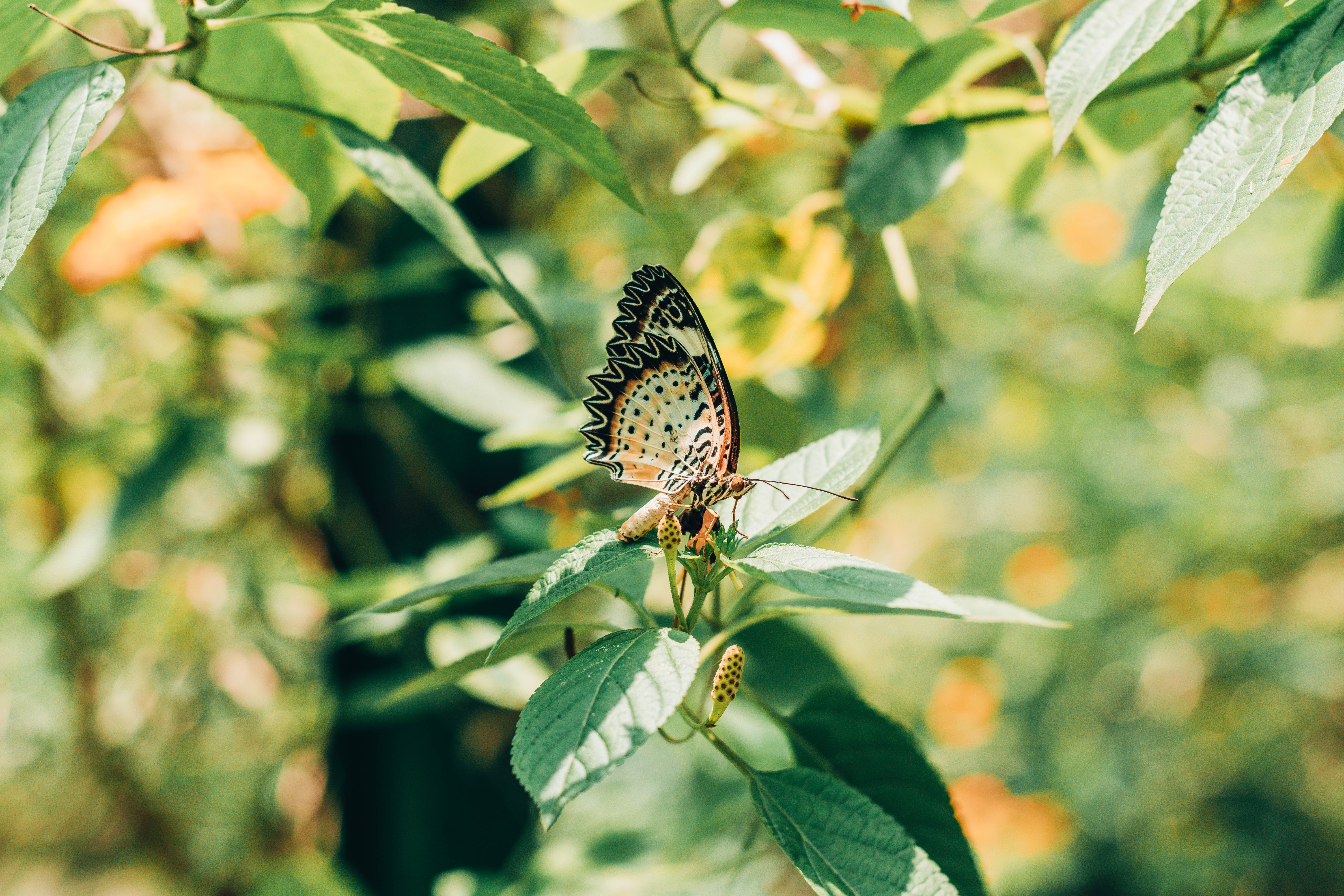 Laden Sie das Blätter, Makro, Ast, Zweig, Insekt, Schmetterling-Bild kostenlos auf Ihren PC-Desktop herunter