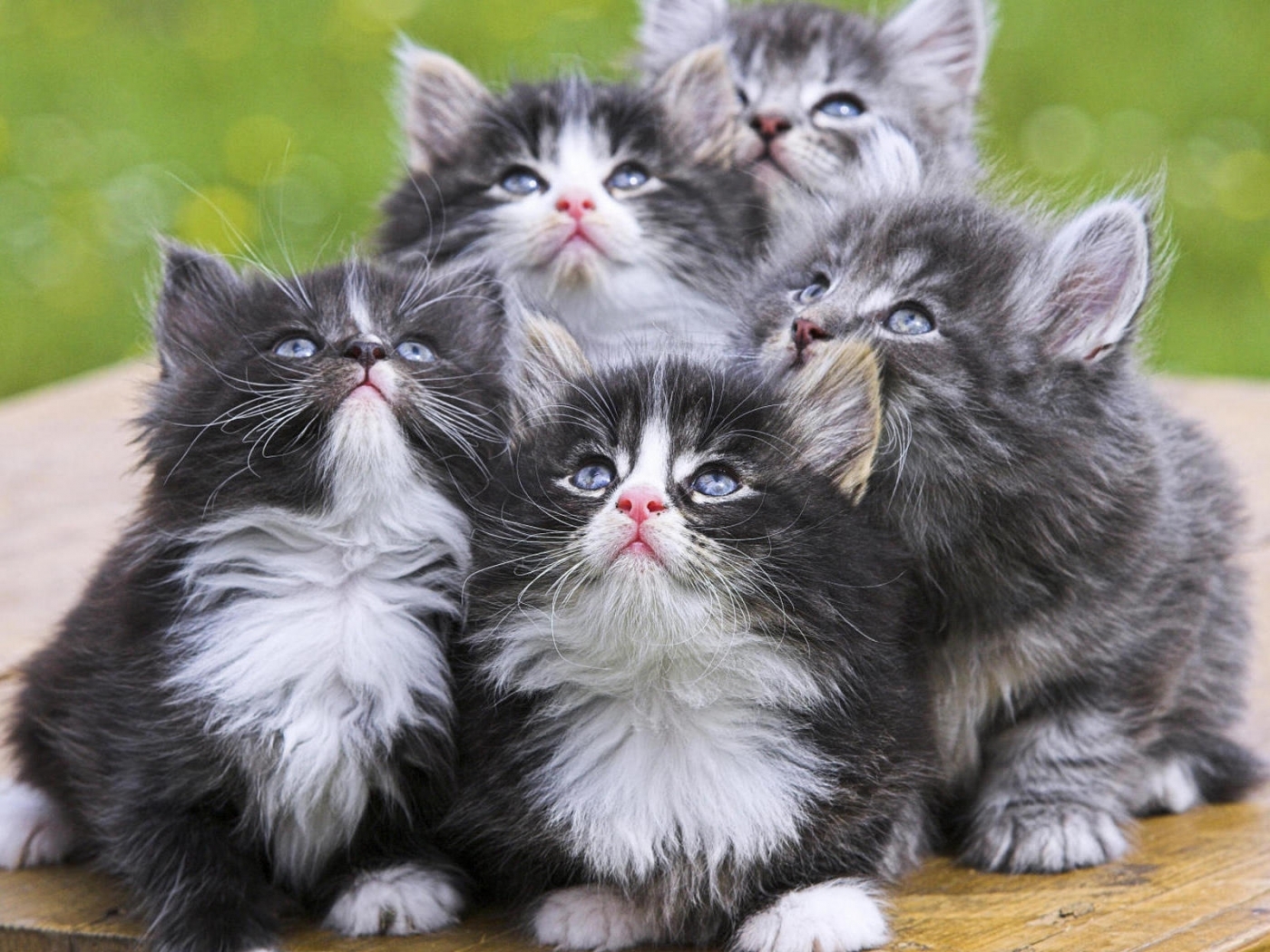 HD desktop wallpaper: Animals, Cats download free picture #29452