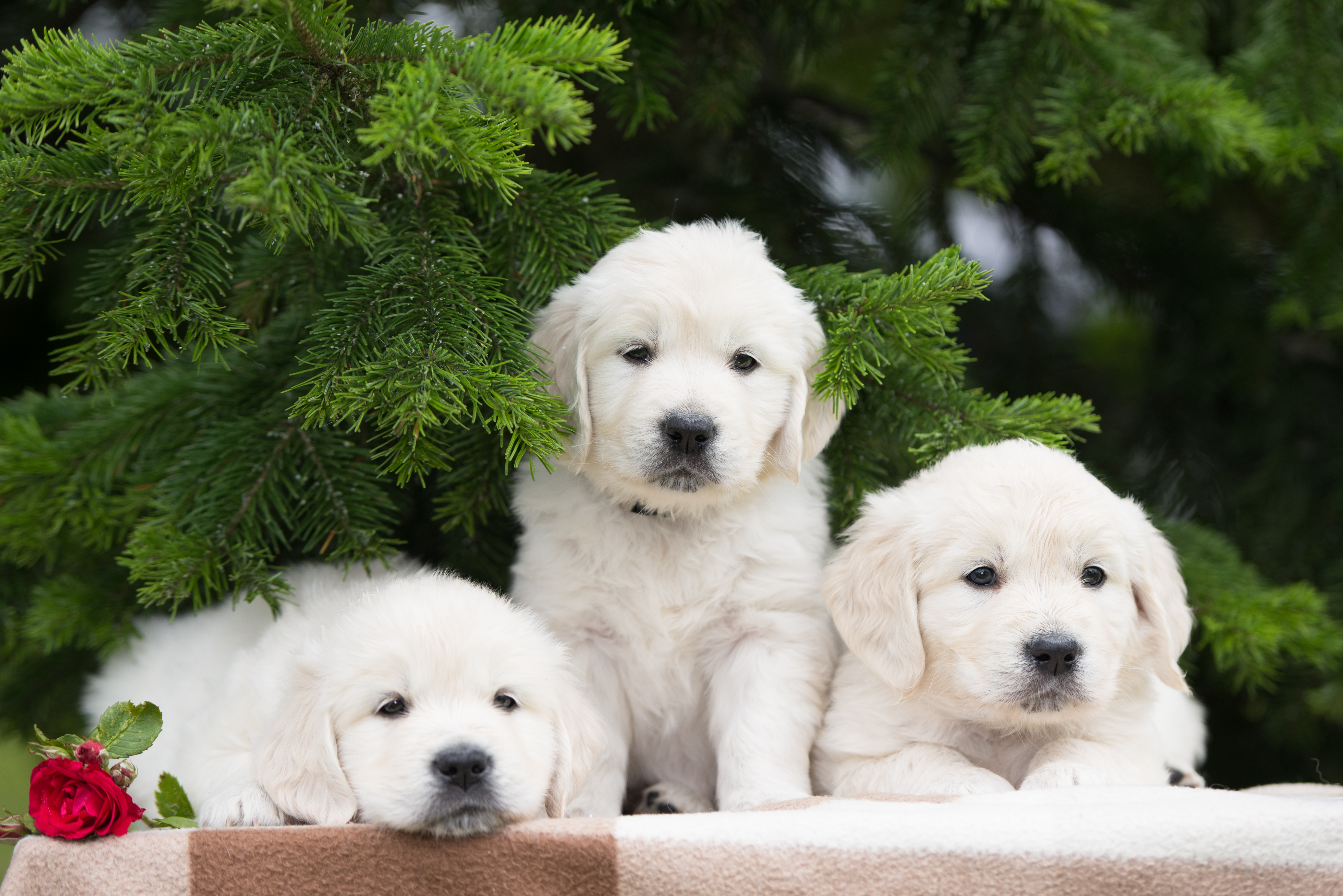 Download mobile wallpaper Dogs, Flower, Rose, Dog, Fir, Animal, Puppy, Golden Retriever for free.