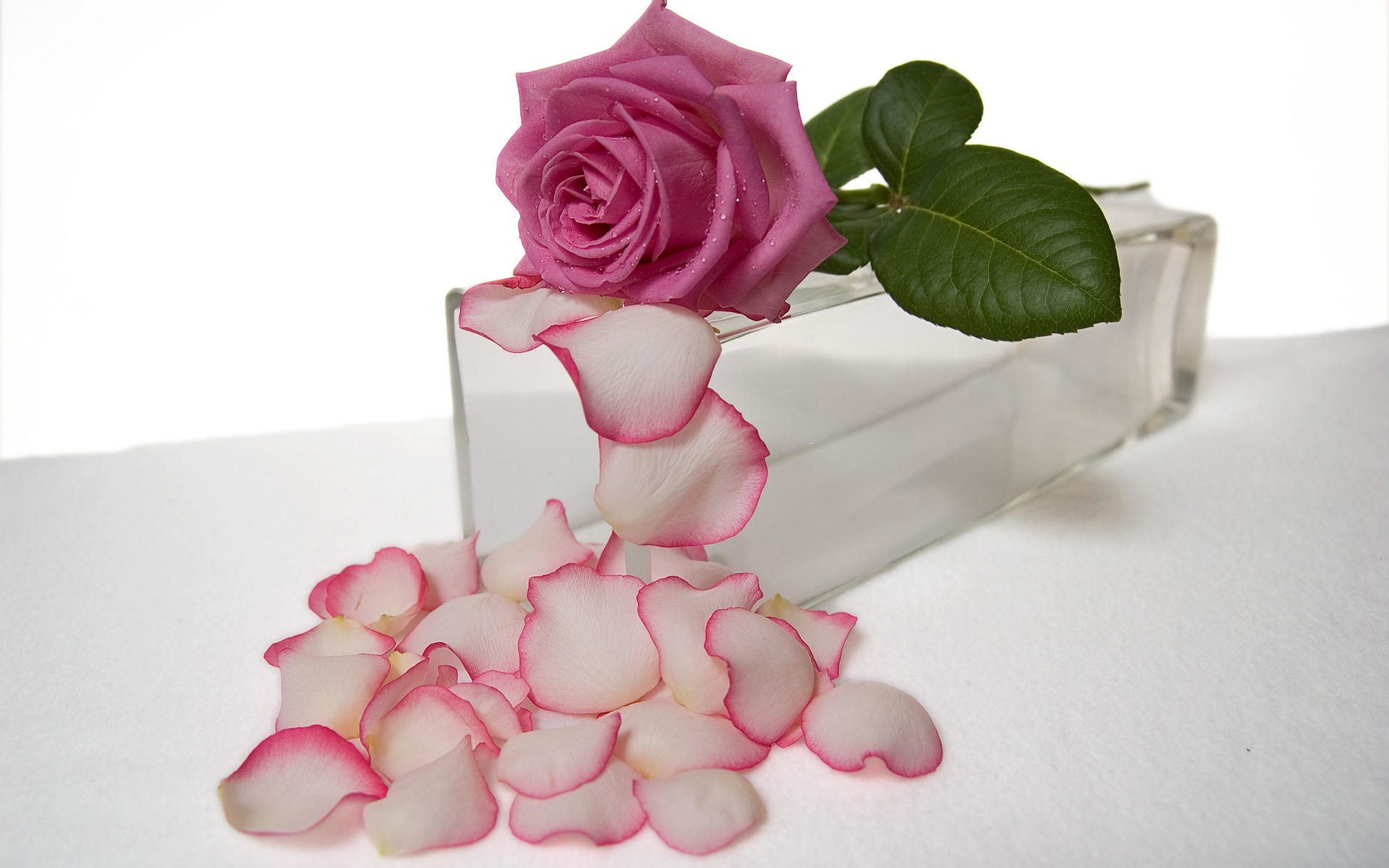 Лепестки розы лежат на столе