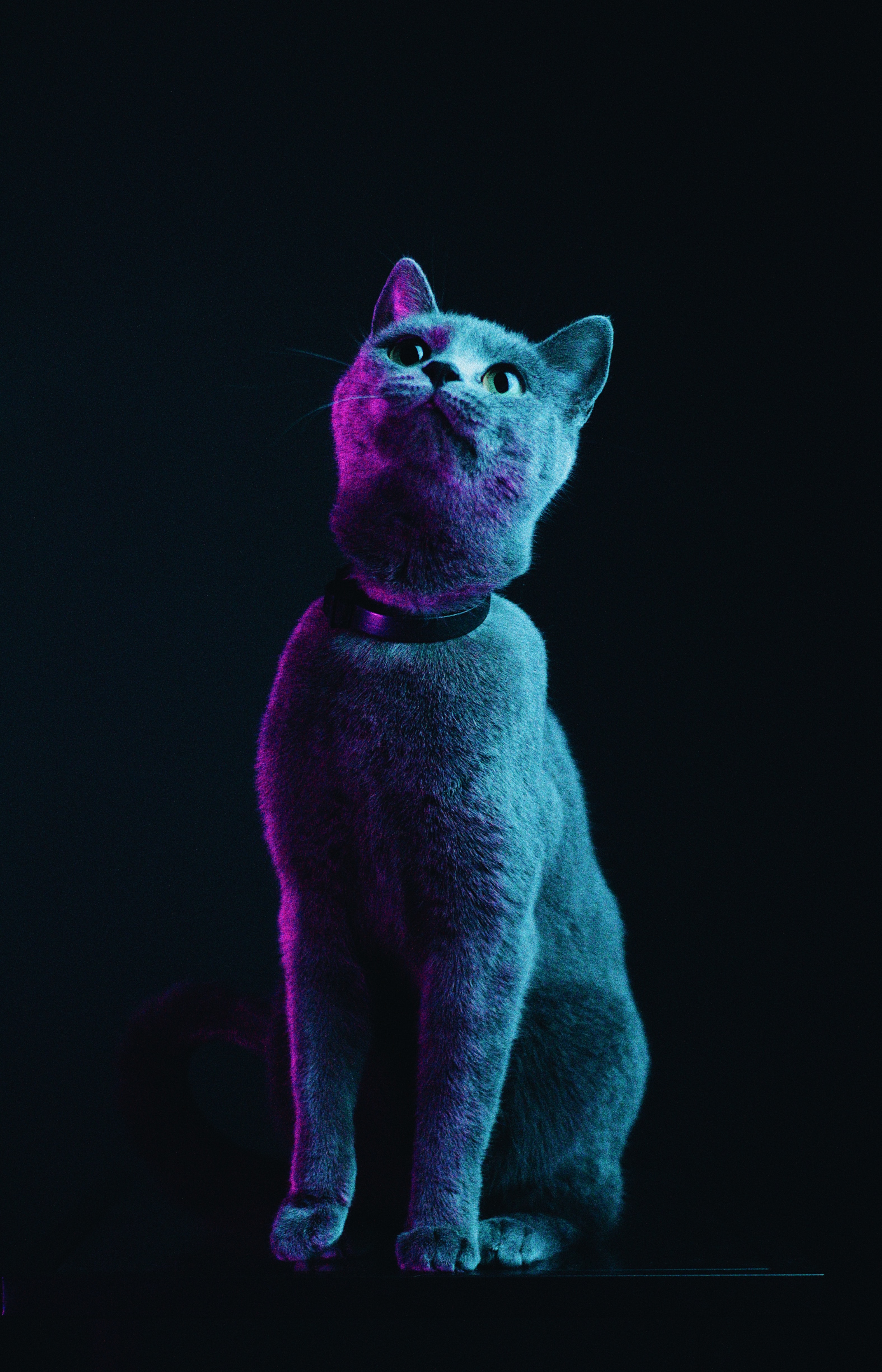 cat, grey, animals, neon, pet for android