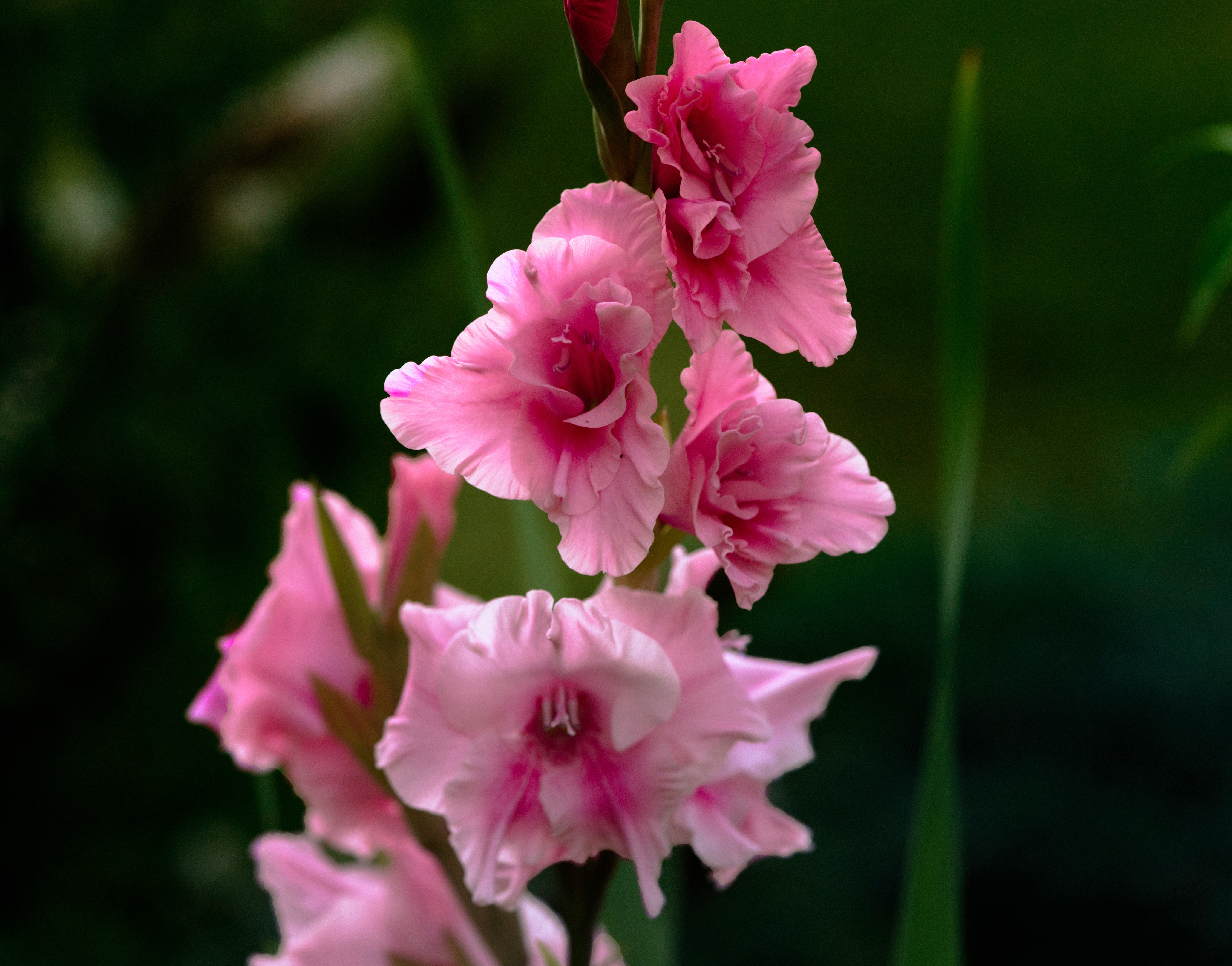 gladiolus, earth, pink flower, flowers Free Stock Photo
