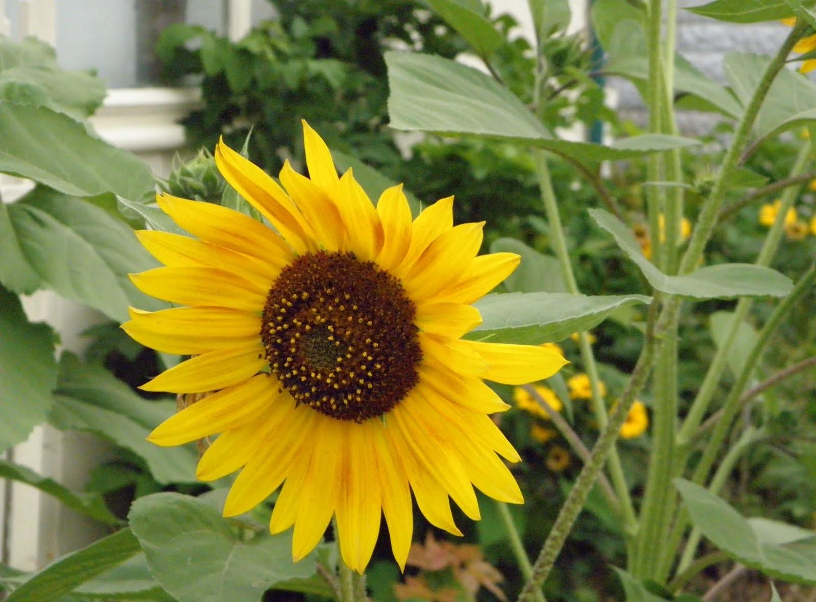 Stalk sunflower, loneliness, stem, greens Lock Screen