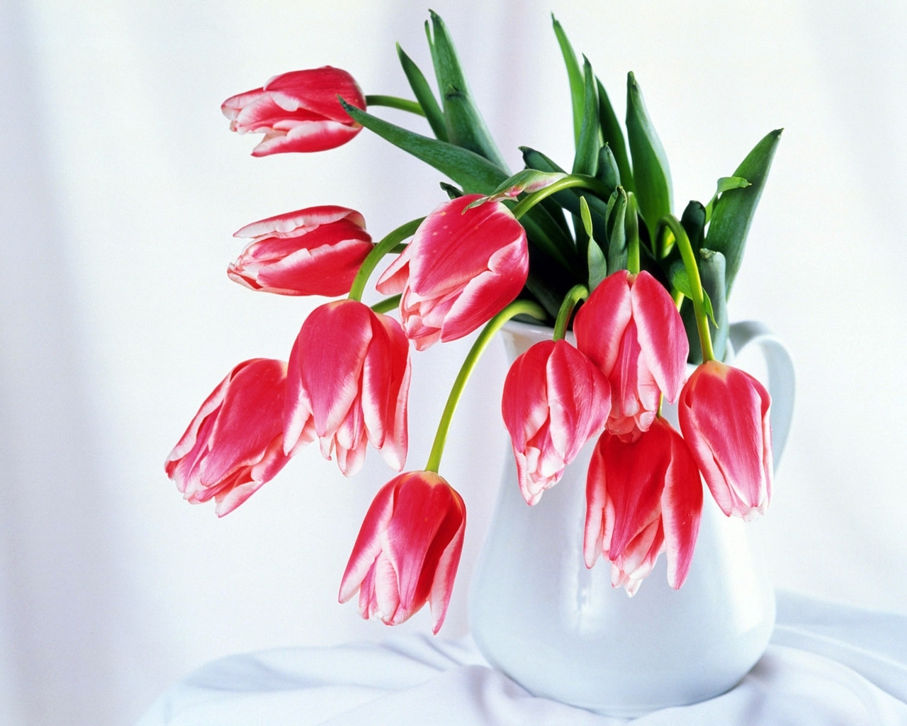 android plants, flowers, tulips, bouquets, march 8, international women's day (iwd)