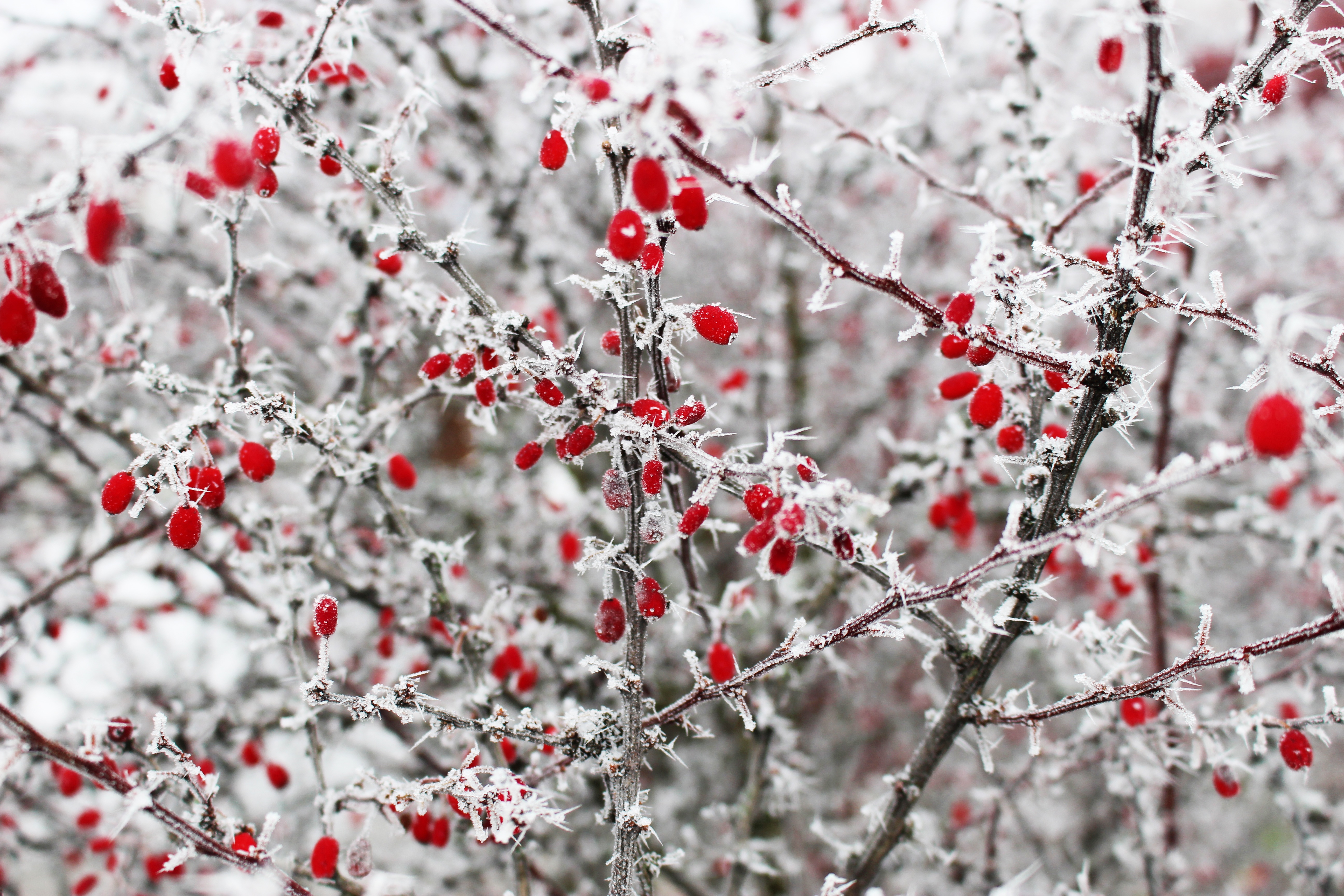 winter, frost, berries, red, macro, branches, prickles, thorns wallpaper for mobile