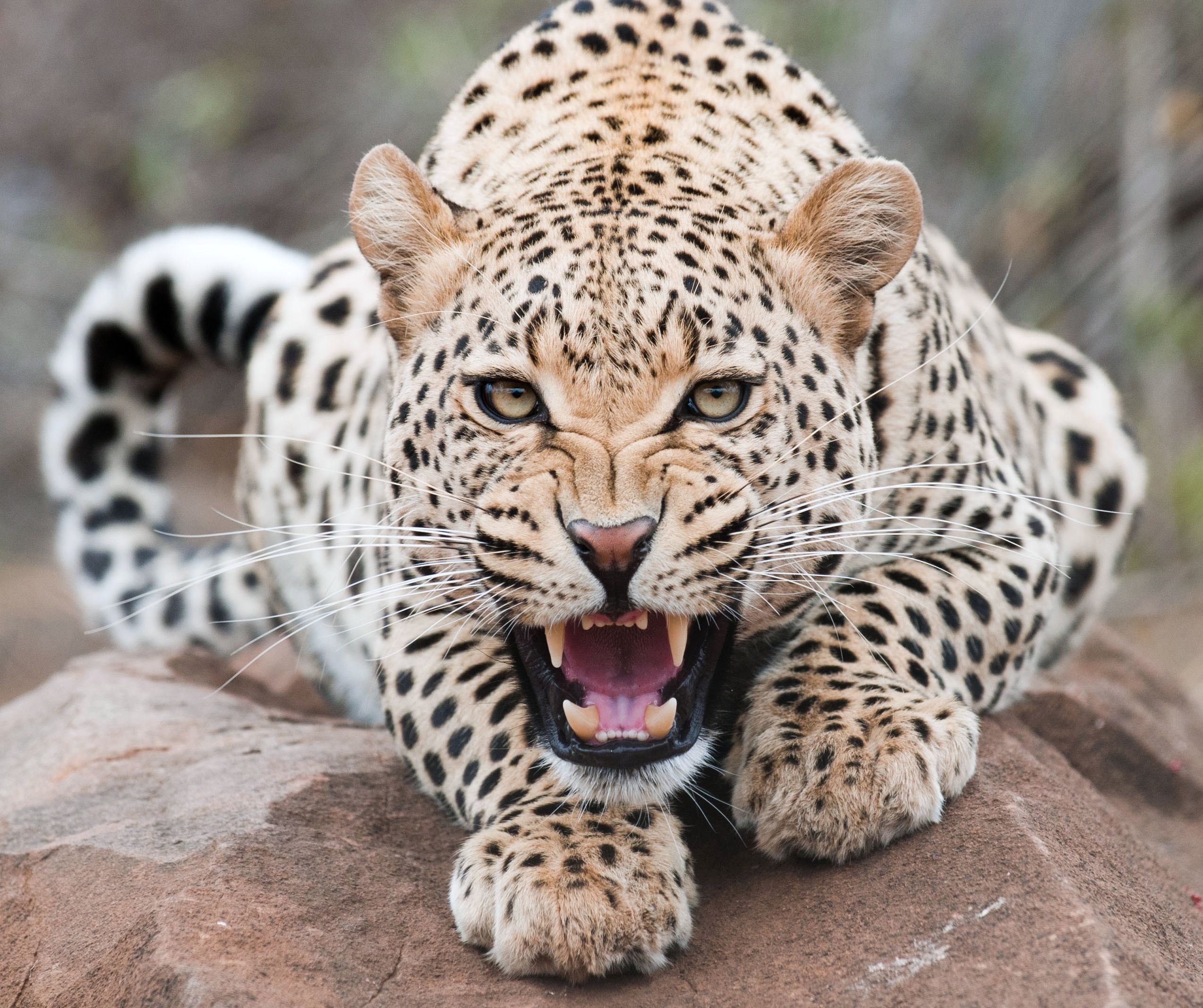 leopard, predator, beast, animals HD Phone wallpaper