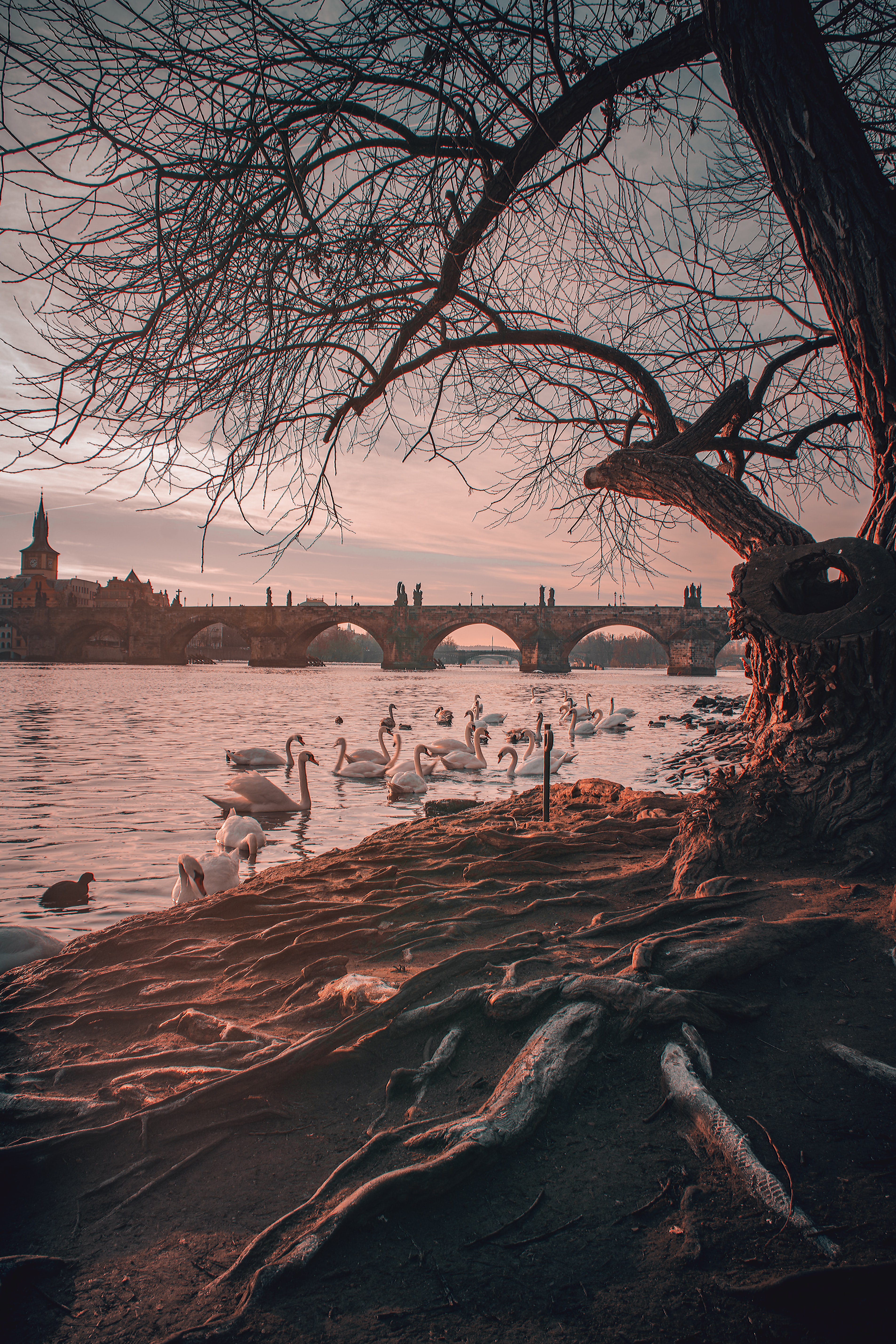 swans, nature, rivers, branches, bridge phone wallpaper