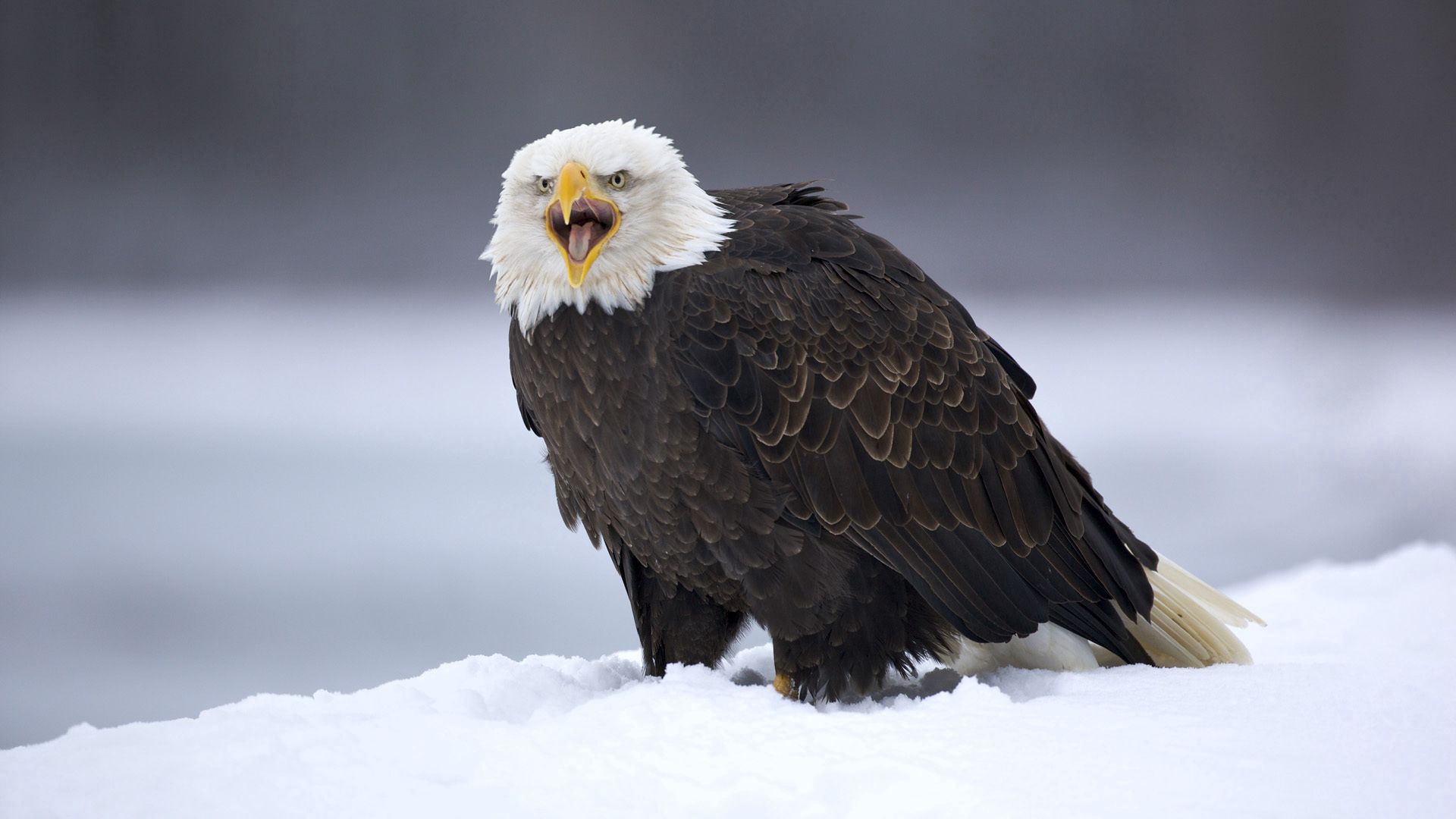 eagle, animals, snow, feather, bird, predator