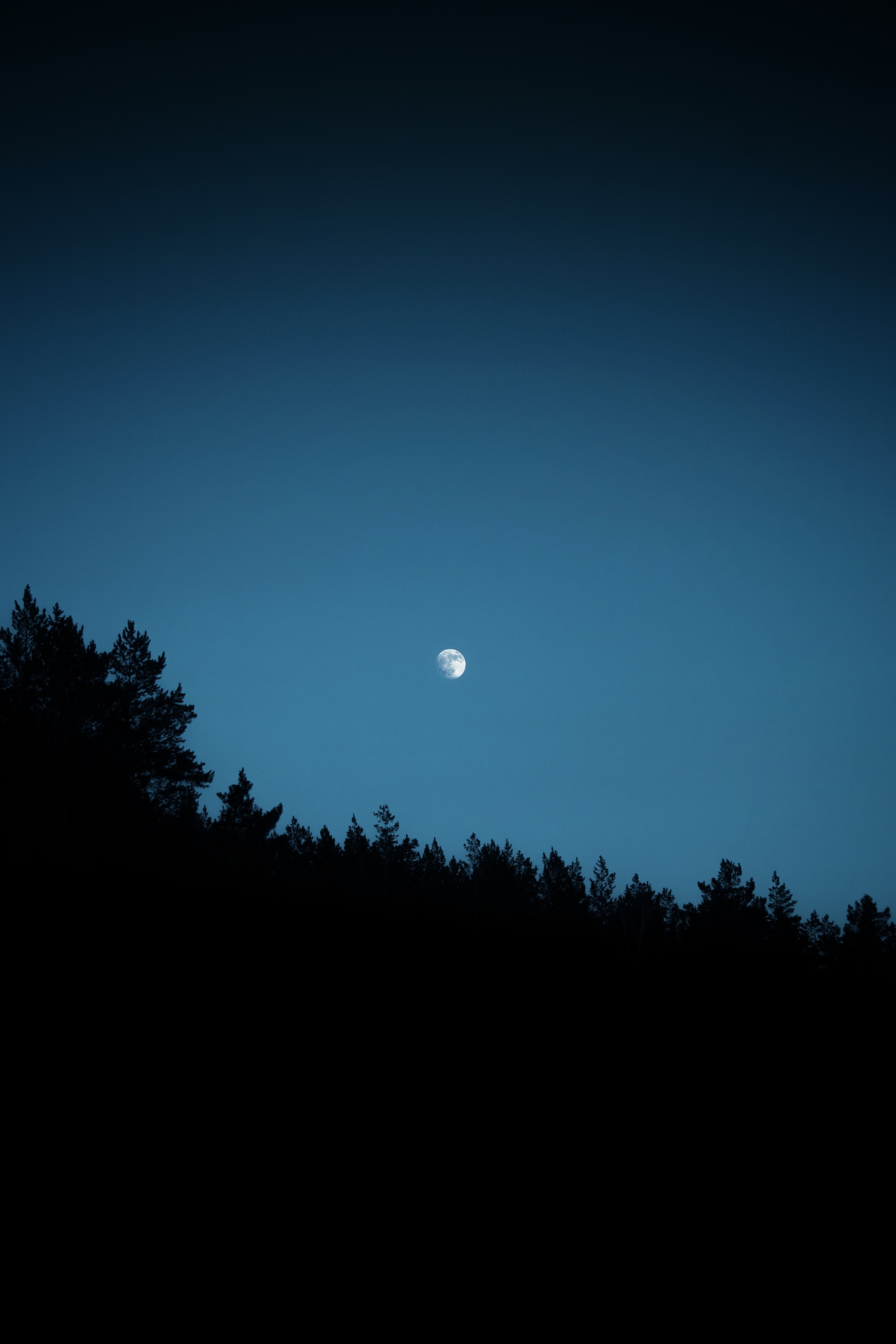 silhouettes, moon, night, trees download for free