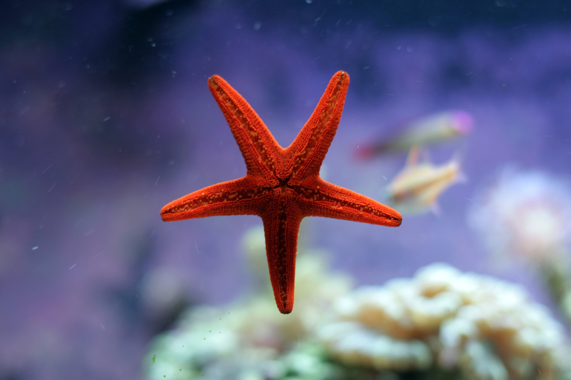 underwater world, animals, starfish, ocean 8K
