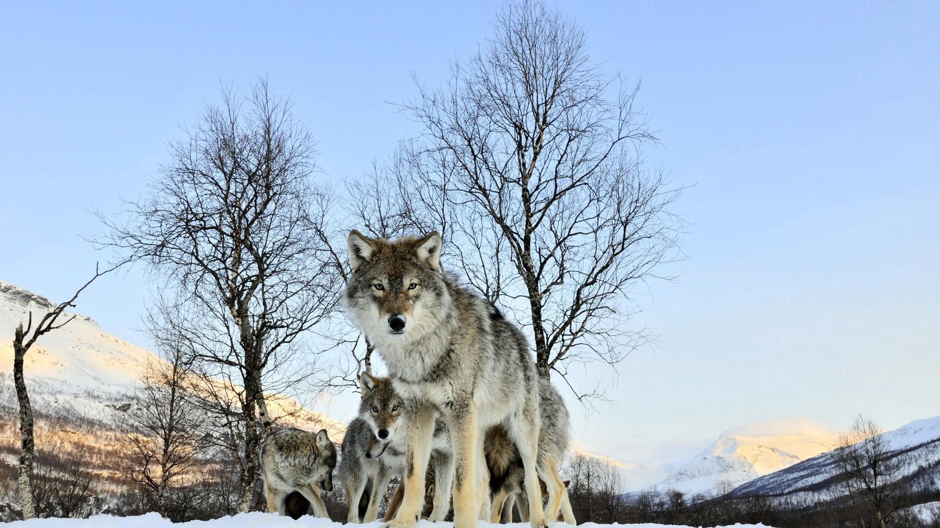 72866 Hintergrundbild herunterladen wolfsrudel, wolf, tiere, wolfspackung, wintermorgen - Bildschirmschoner und Bilder kostenlos