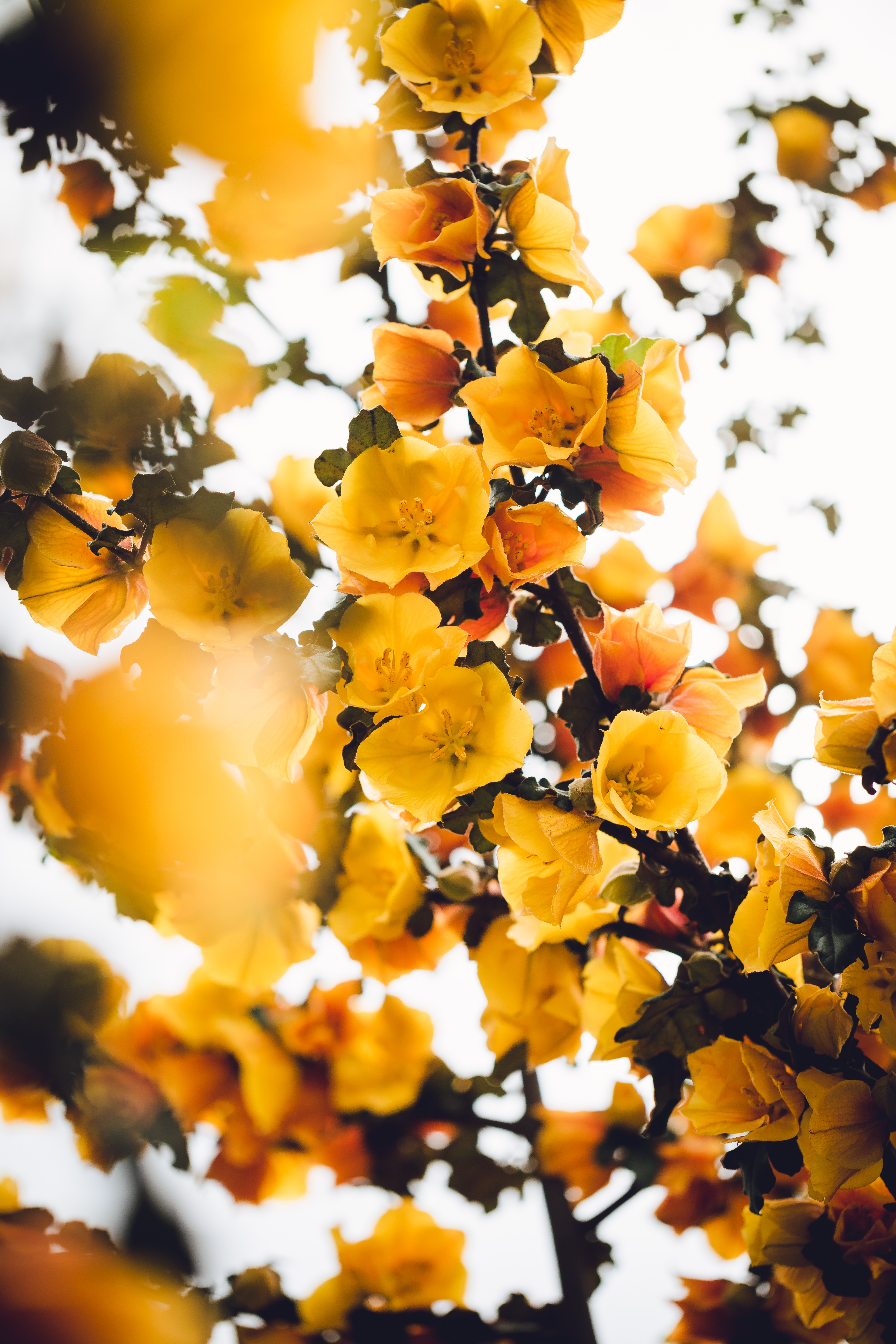 flowers, yellow, plant, bush HD Wallpaper for Phone