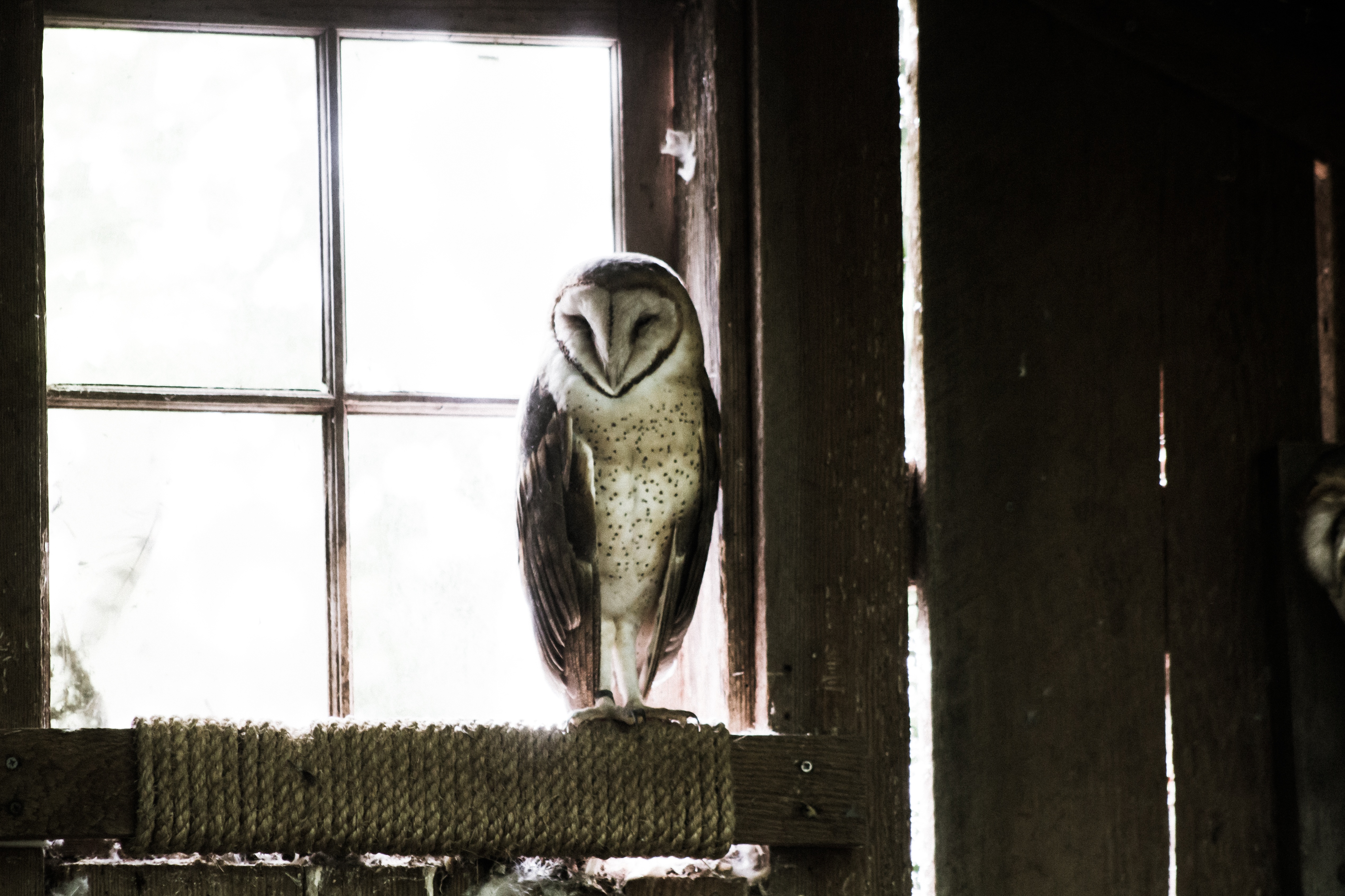 animals, owl, bird, predator, premises, room