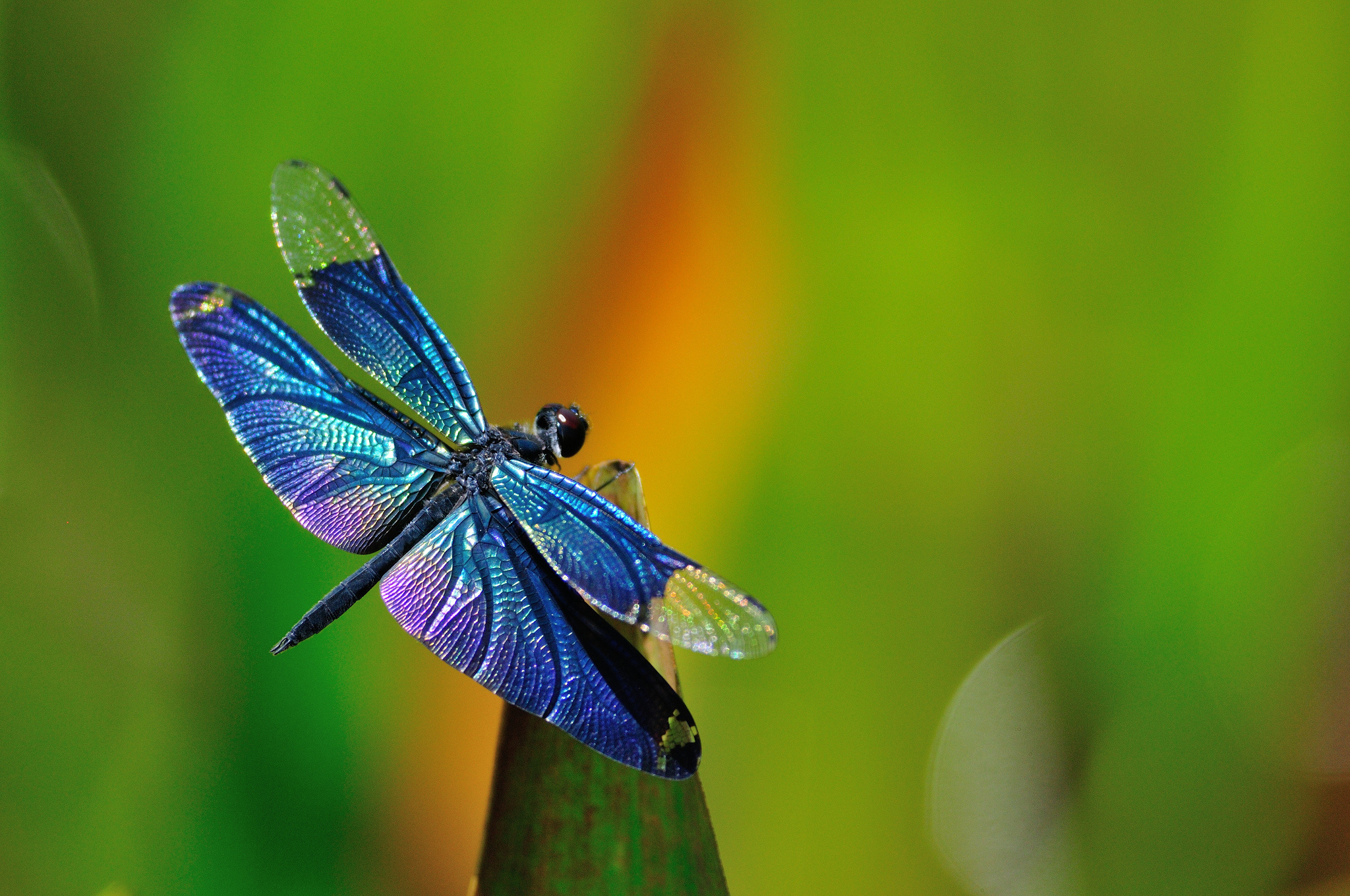 insect, animal, dragonfly, blue, insects