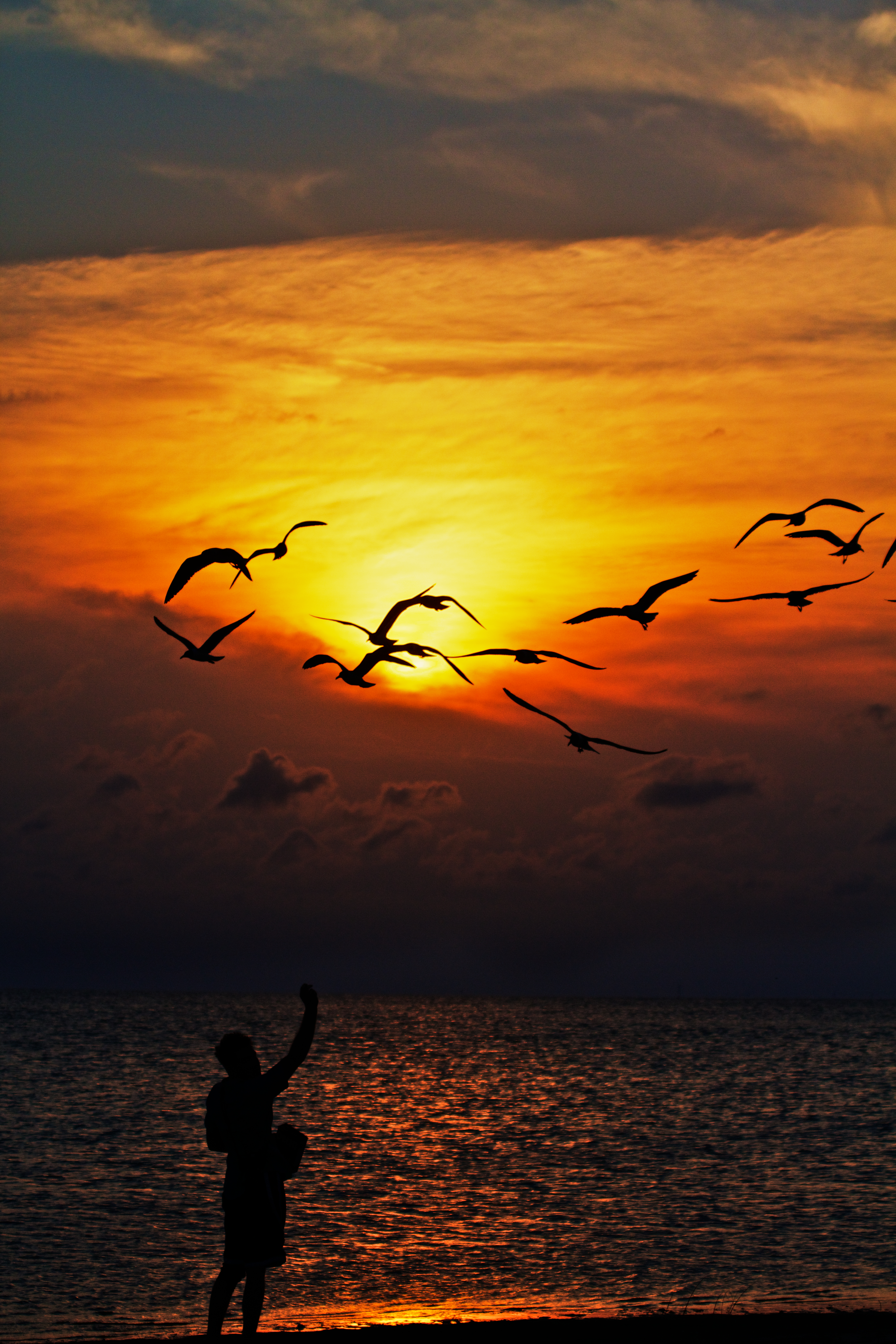 birds, sea, nature, sunset, silhouettes 32K