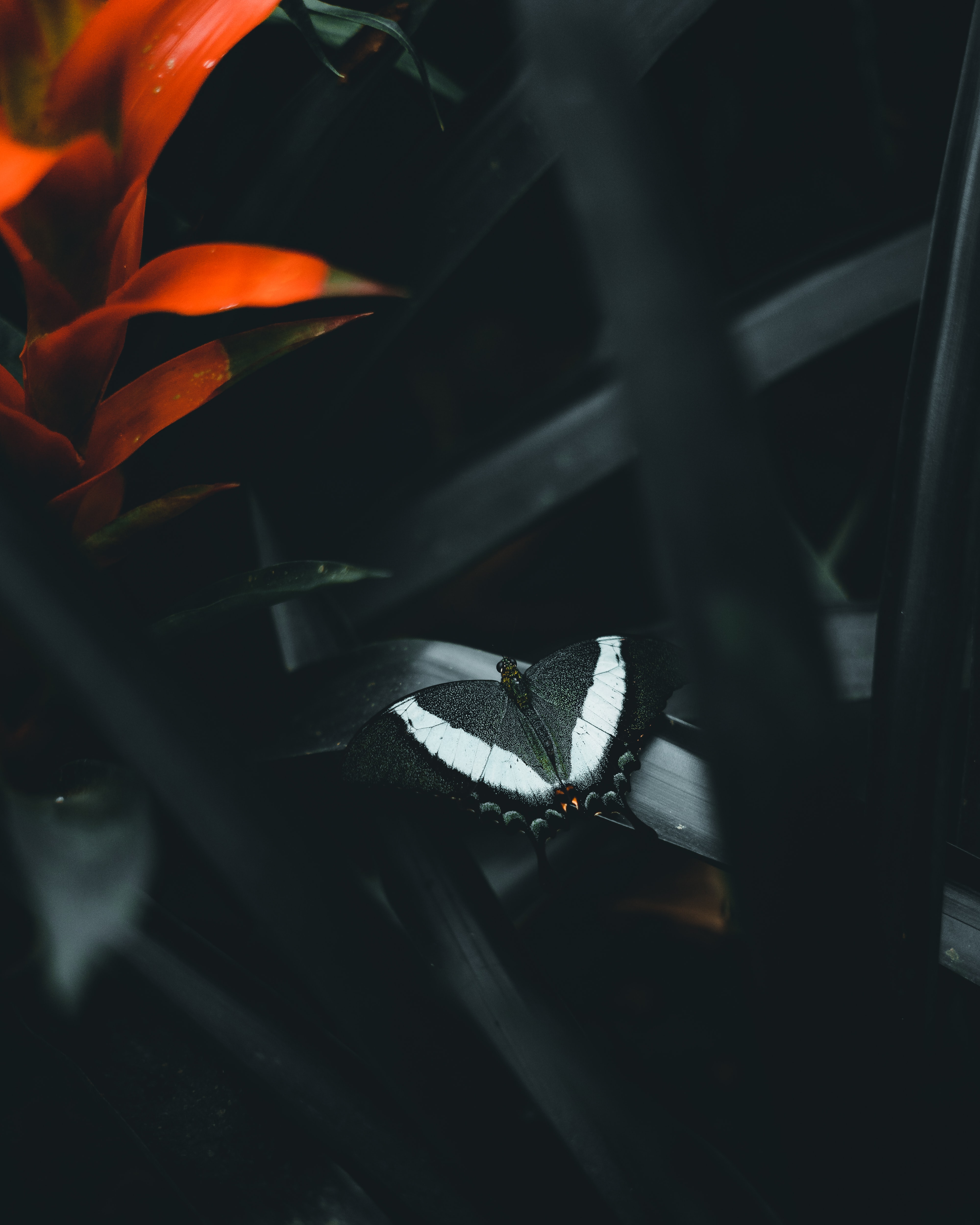 butterfly, dark, animals, leaves, flower download HD wallpaper
