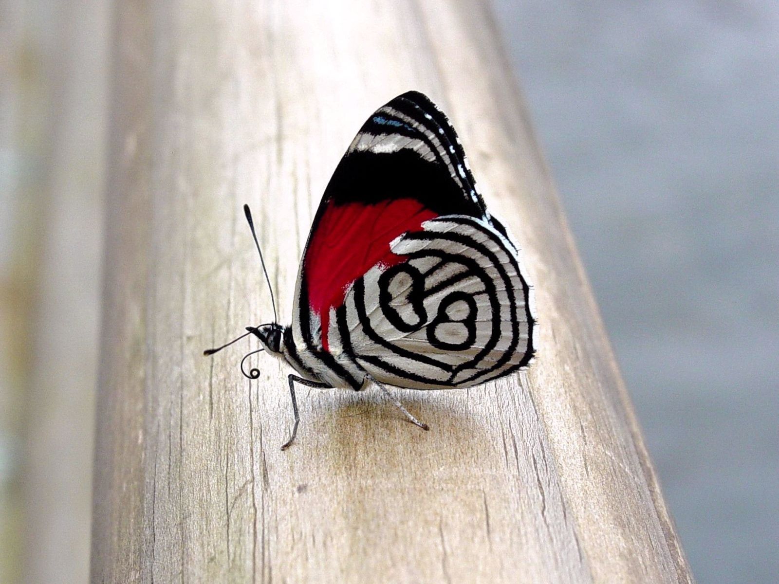 butterfly, patterns, macro, surface, wings HD wallpaper