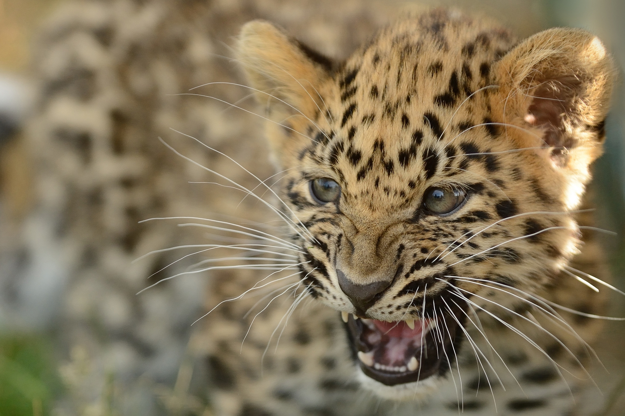 animals, far eastern leopard, amur leopard, young, calf, kitty, kitten, leopard, aggression, grin
