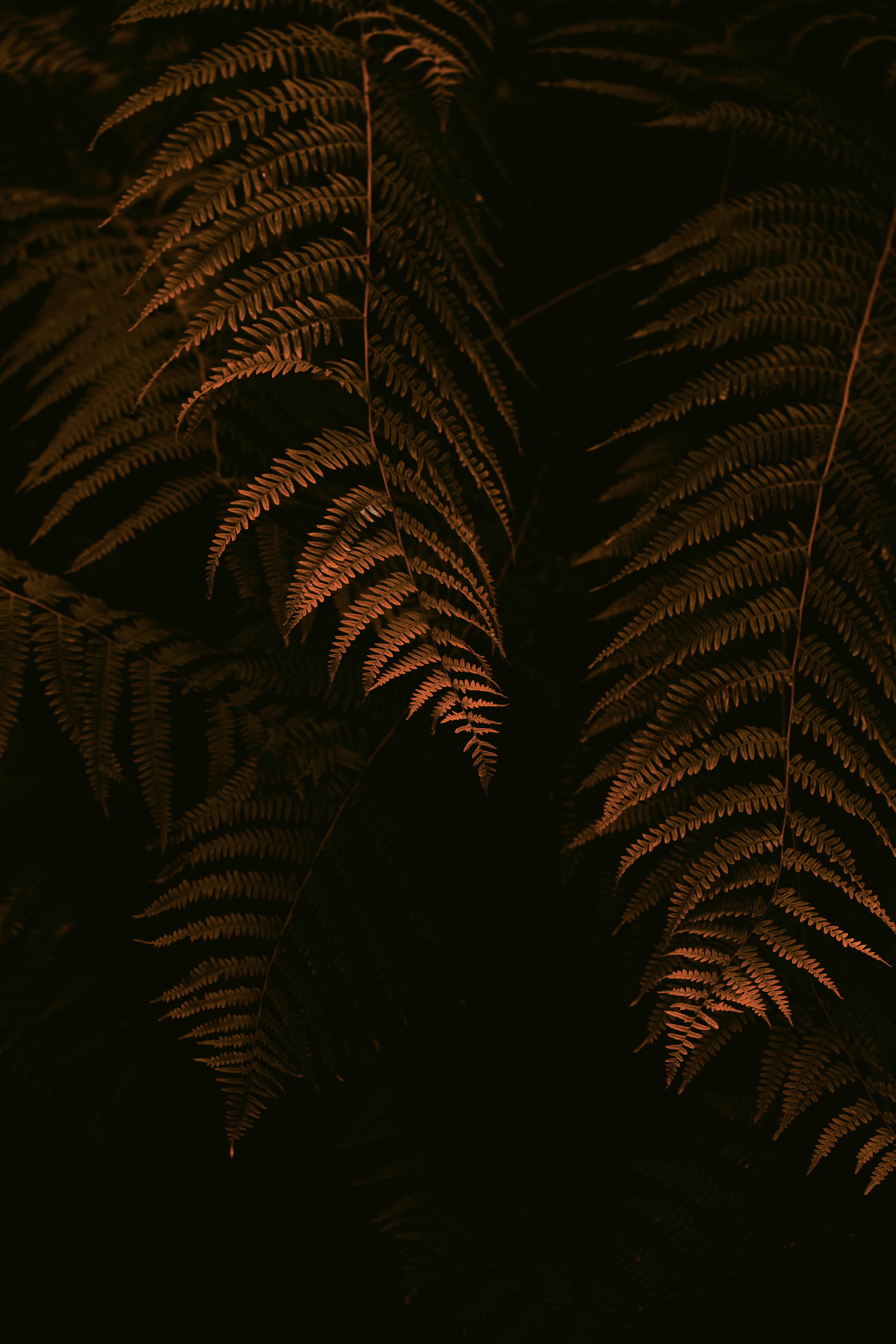 dark, fern, leaves, bush, branches HD wallpaper