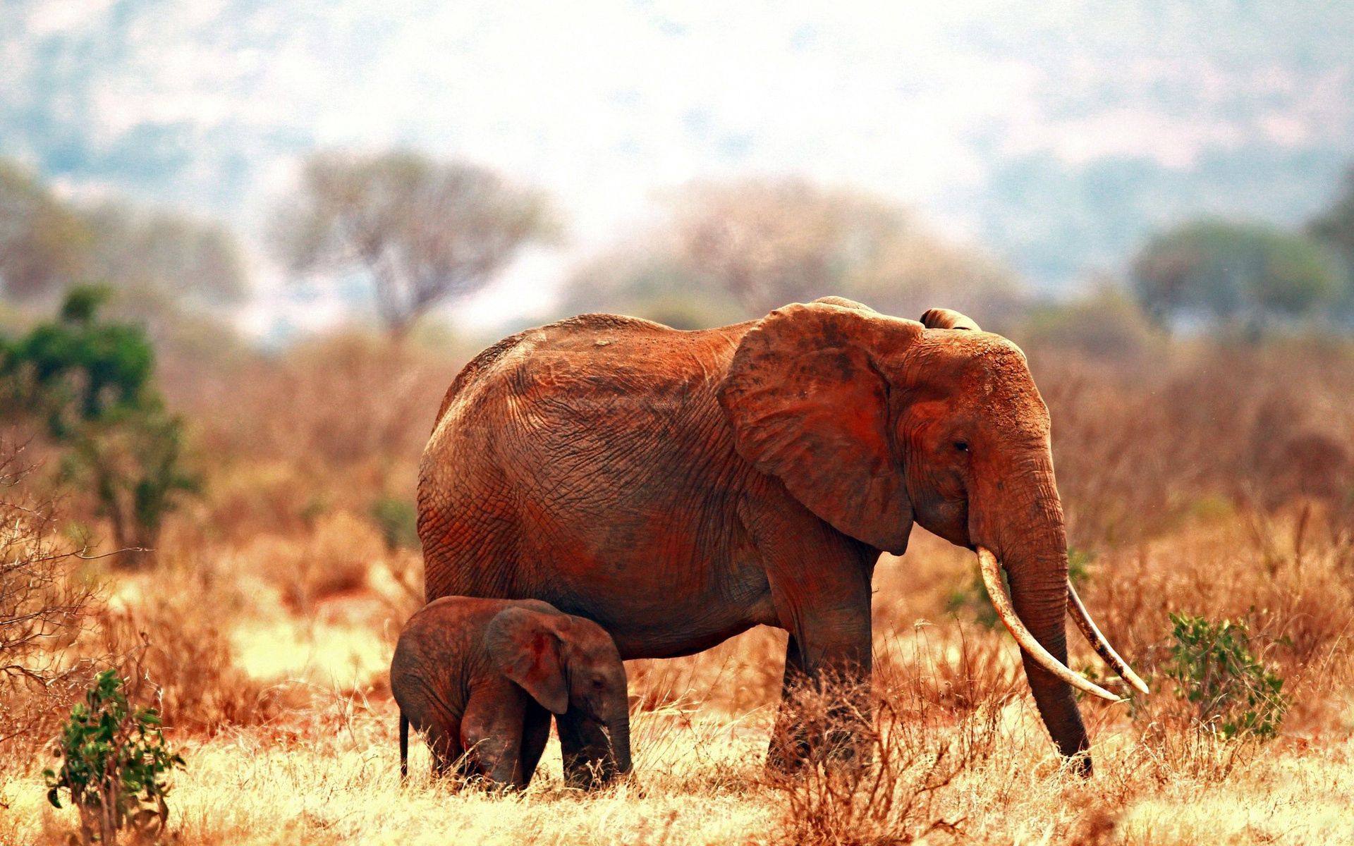135226 Bildschirmschoner und Hintergrundbilder Elephants auf Ihrem Telefon. Laden Sie die familie, paar, familie, tiere Bilder kostenlos herunter