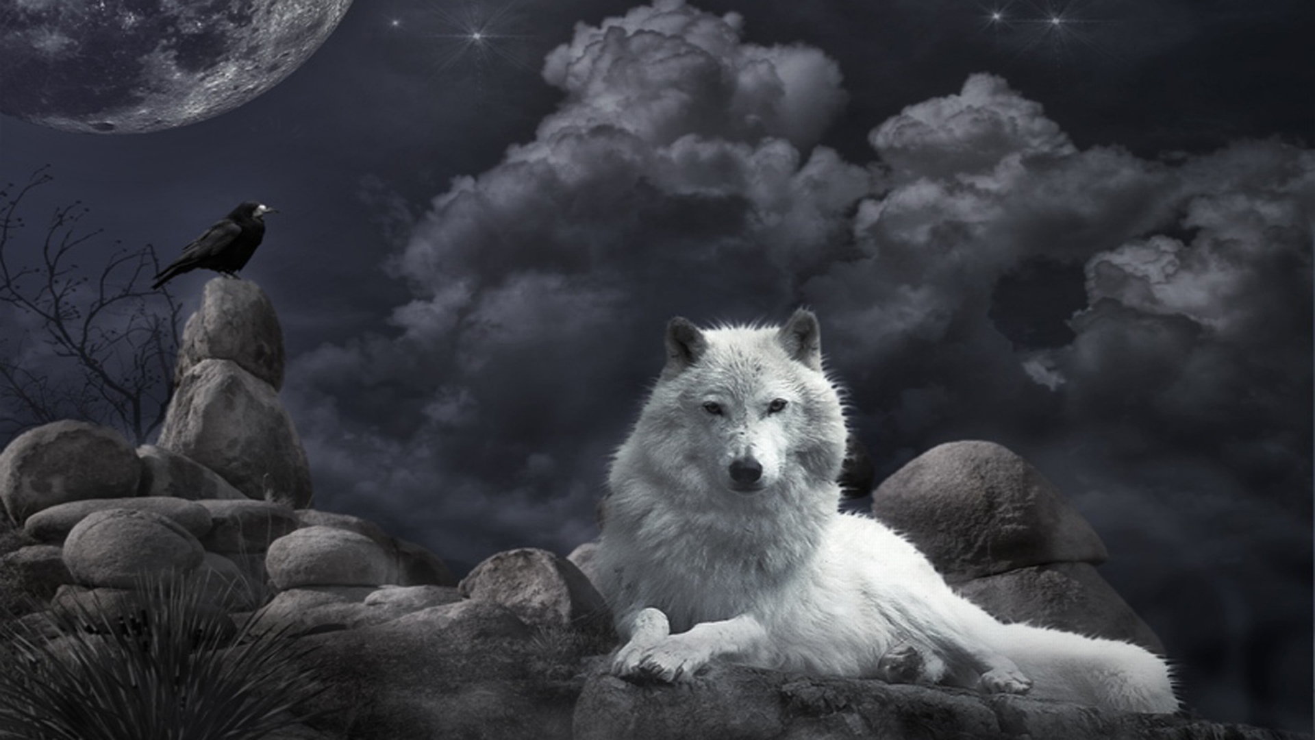 animal, wolf, crow, wolves QHD