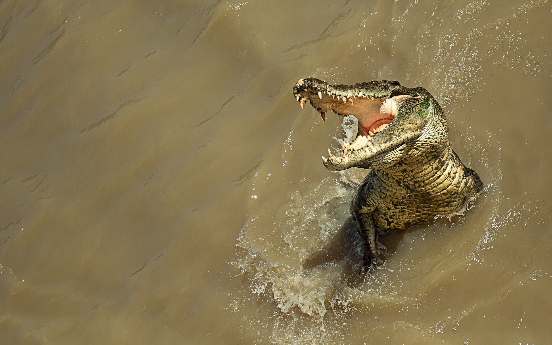 Фото крокодила под водой