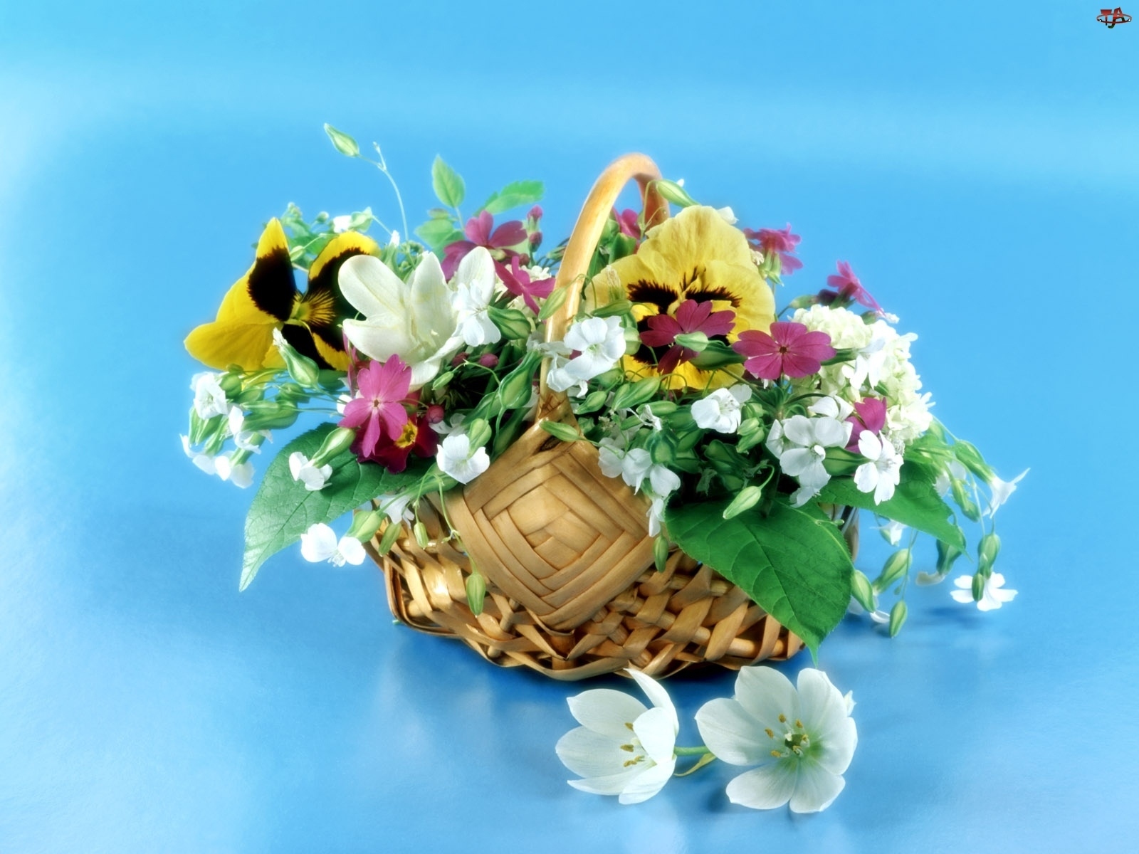 Laden Sie das Feiertage, Pflanzen, Blumen, Bouquets-Bild kostenlos auf Ihren PC-Desktop herunter