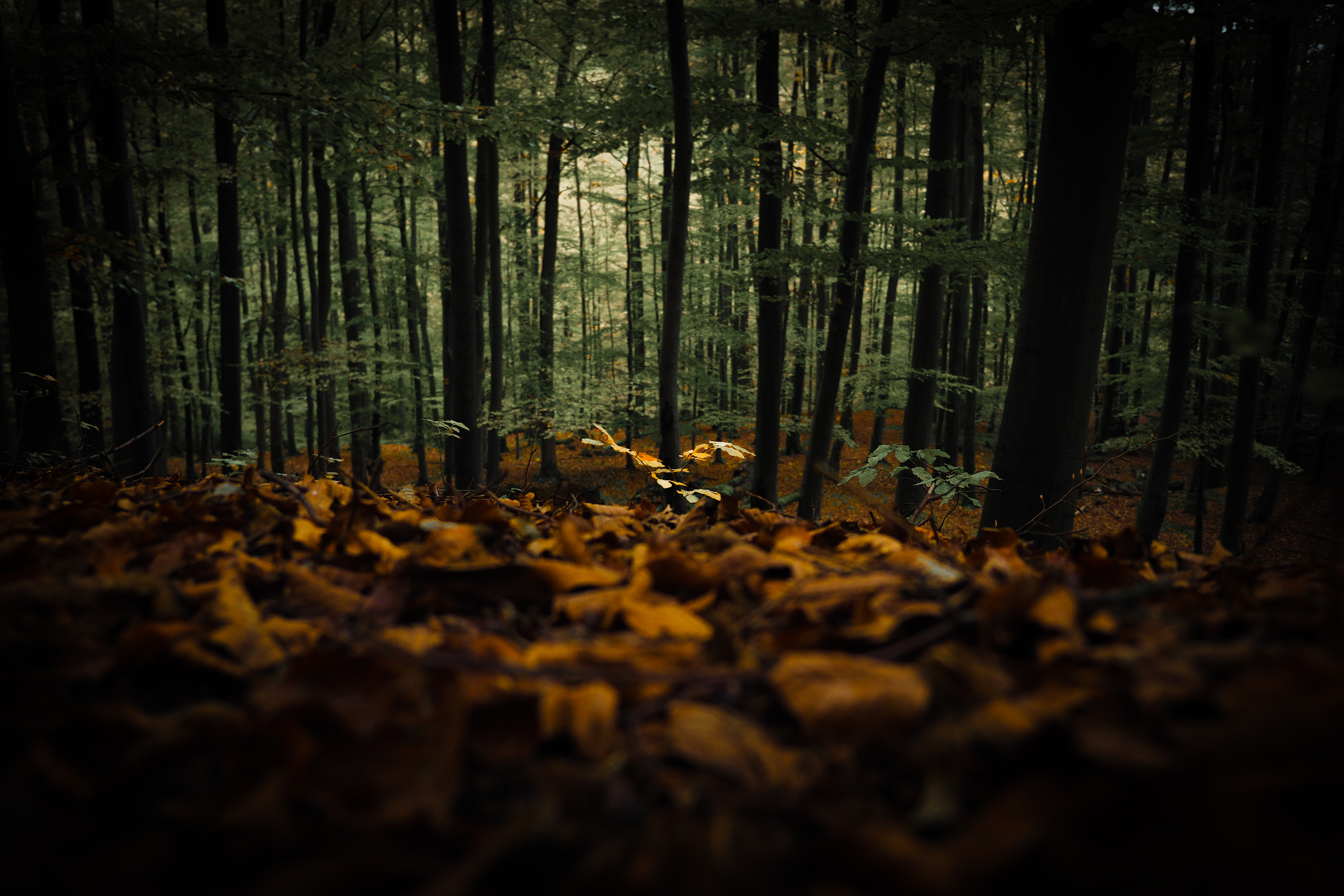 92058 descargar fondo de pantalla árboles, naturaleza, otoño, bosque, hojas caídas, follaje caído: protectores de pantalla e imágenes gratis