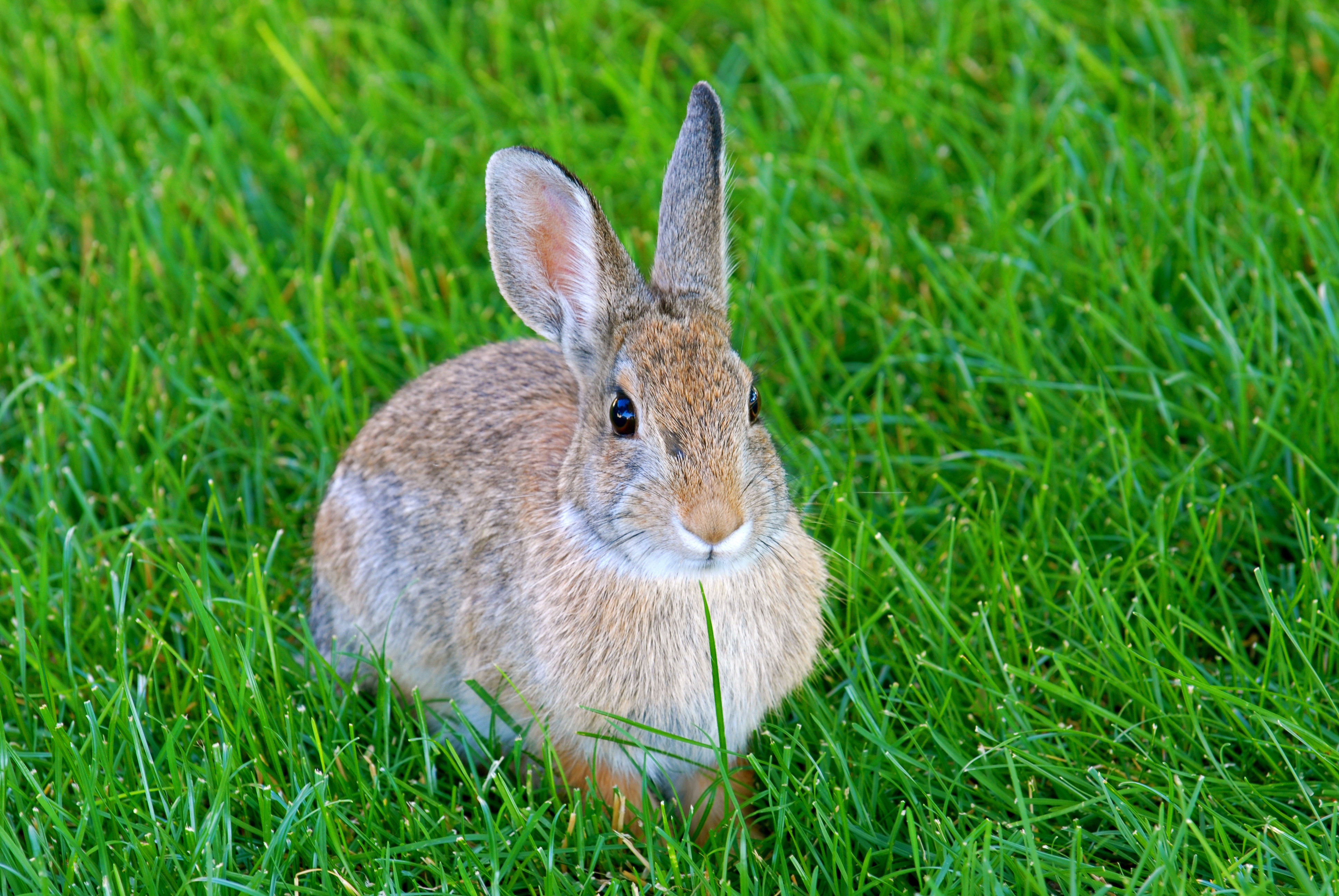 Про зайца. Заяц. Заяц и кролик. Кролики и птицы. Hase заяц, кролик.