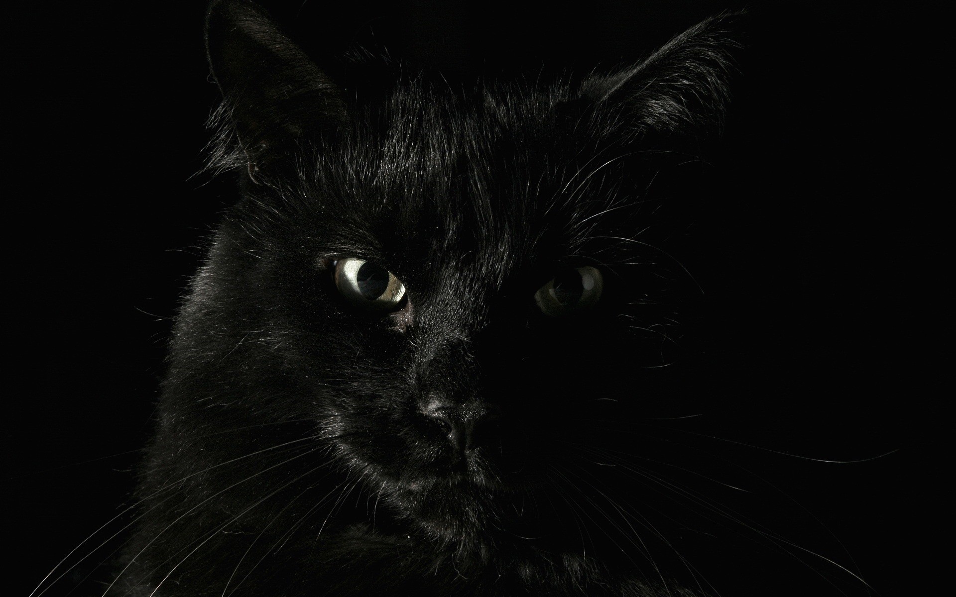 Черный котяра