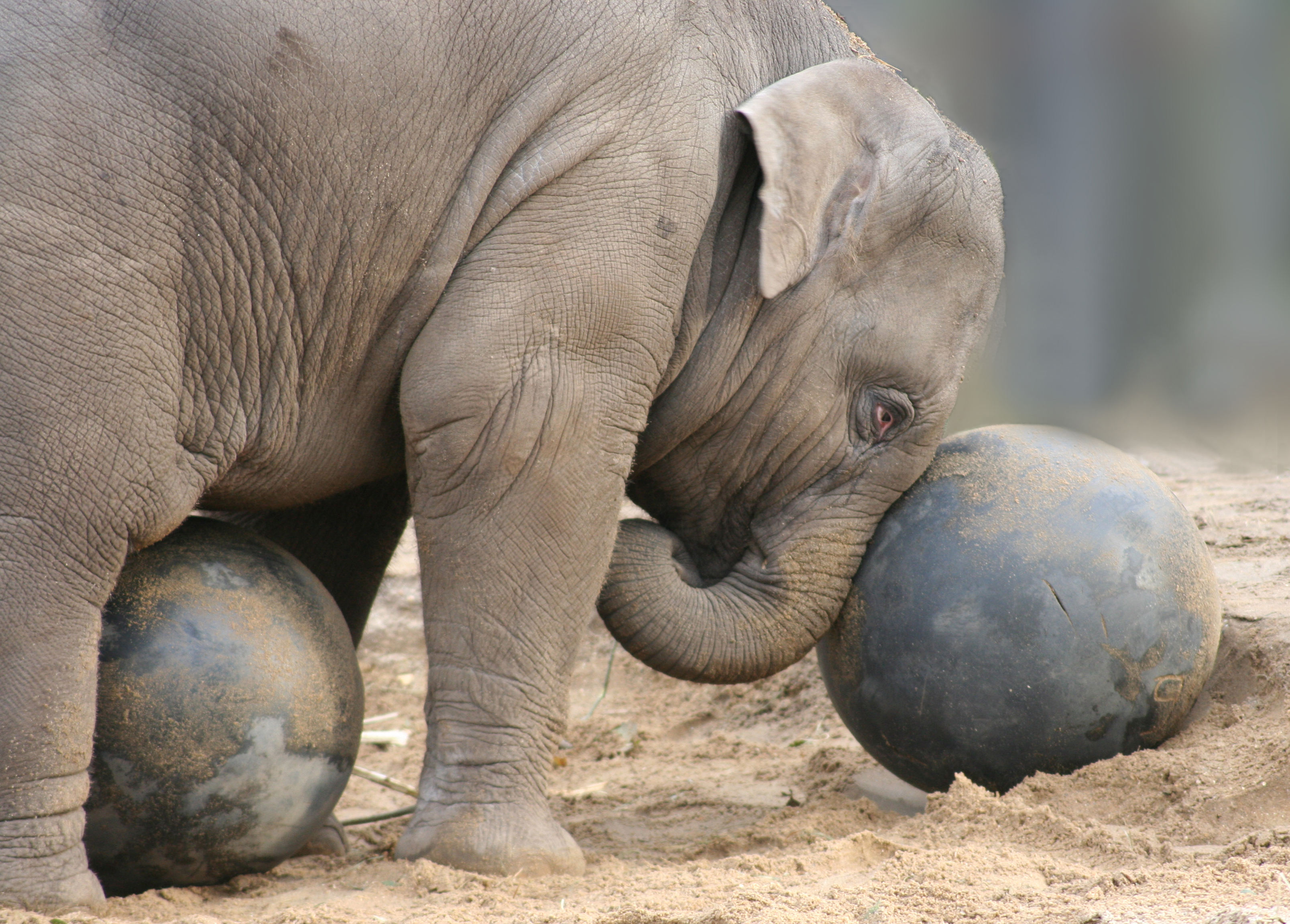 Play elephant. Сильный слон.