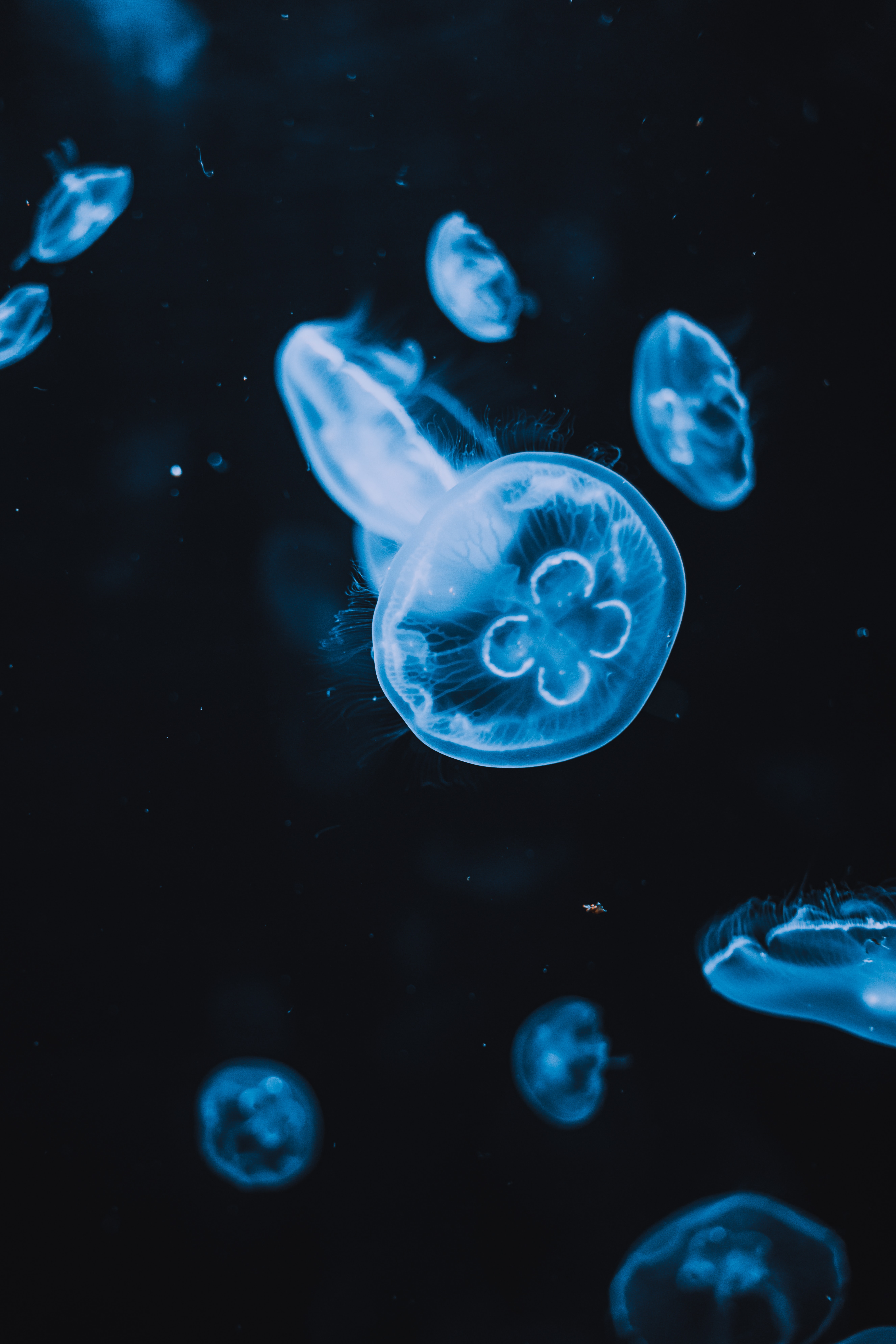76684 Bild herunterladen tiere, wasser, jellyfish, schwarz, das schwarze, glühen, glow, tentakel, tentakeln - Hintergrundbilder und Bildschirmschoner kostenlos