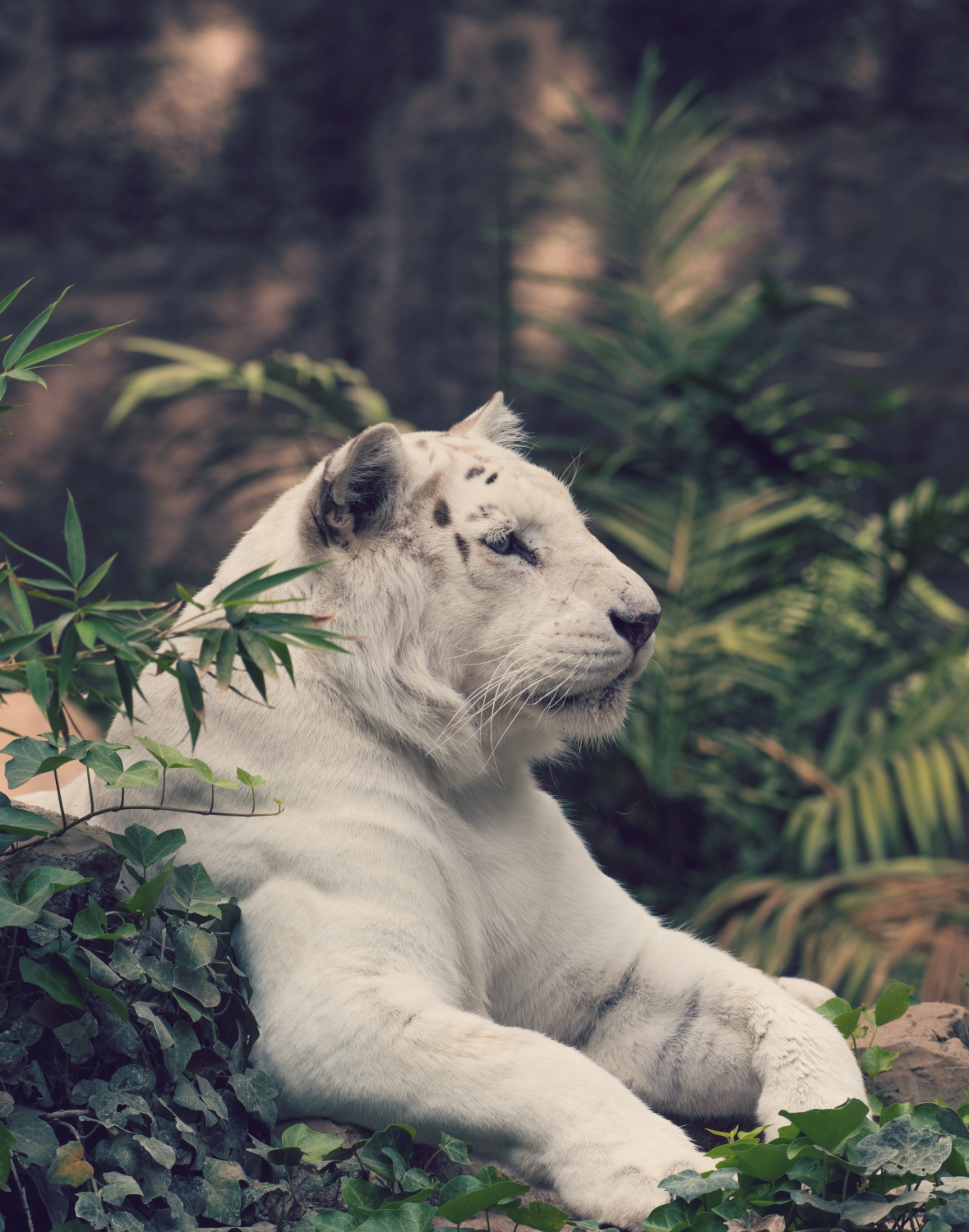 66669 скачать обои белый тигр, животные, хищник, большая кошка, тигр - заставки и картинки бесплатно