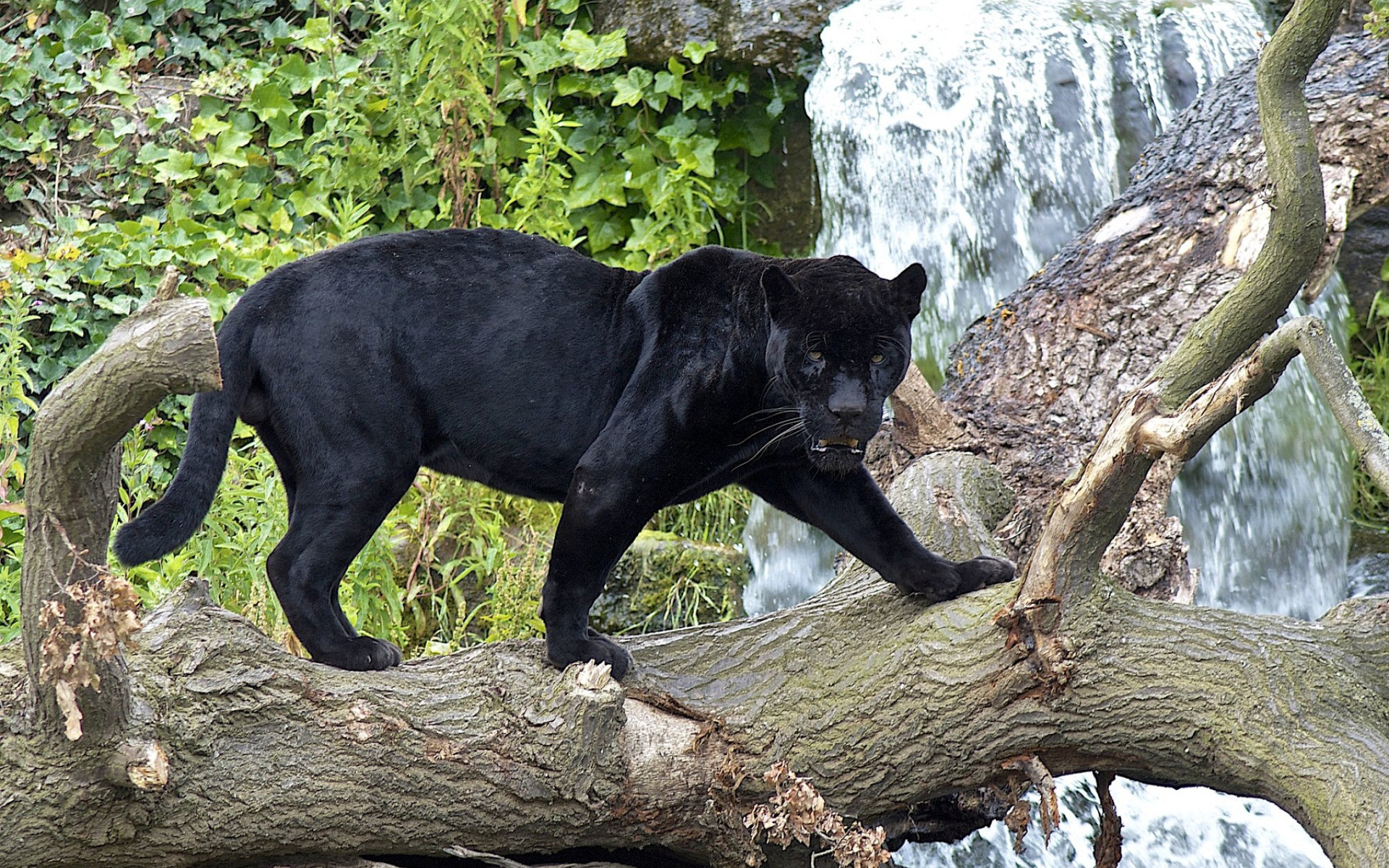 animal, black panther, panther, cats HD wallpaper