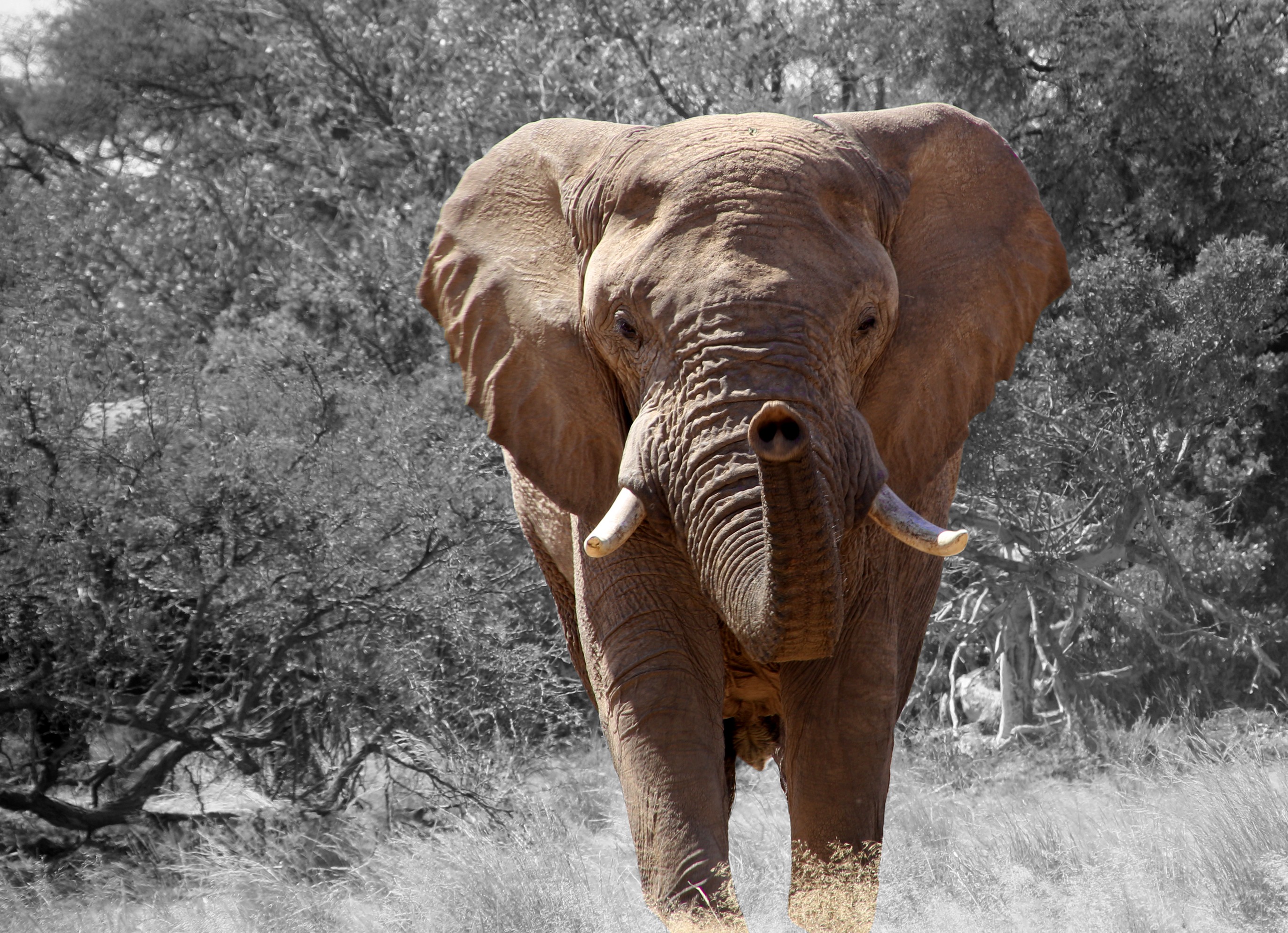 139103 Hintergrundbild herunterladen tiere, grass, elefant, elefanten, kofferraum, der rüssel - Bildschirmschoner und Bilder kostenlos
