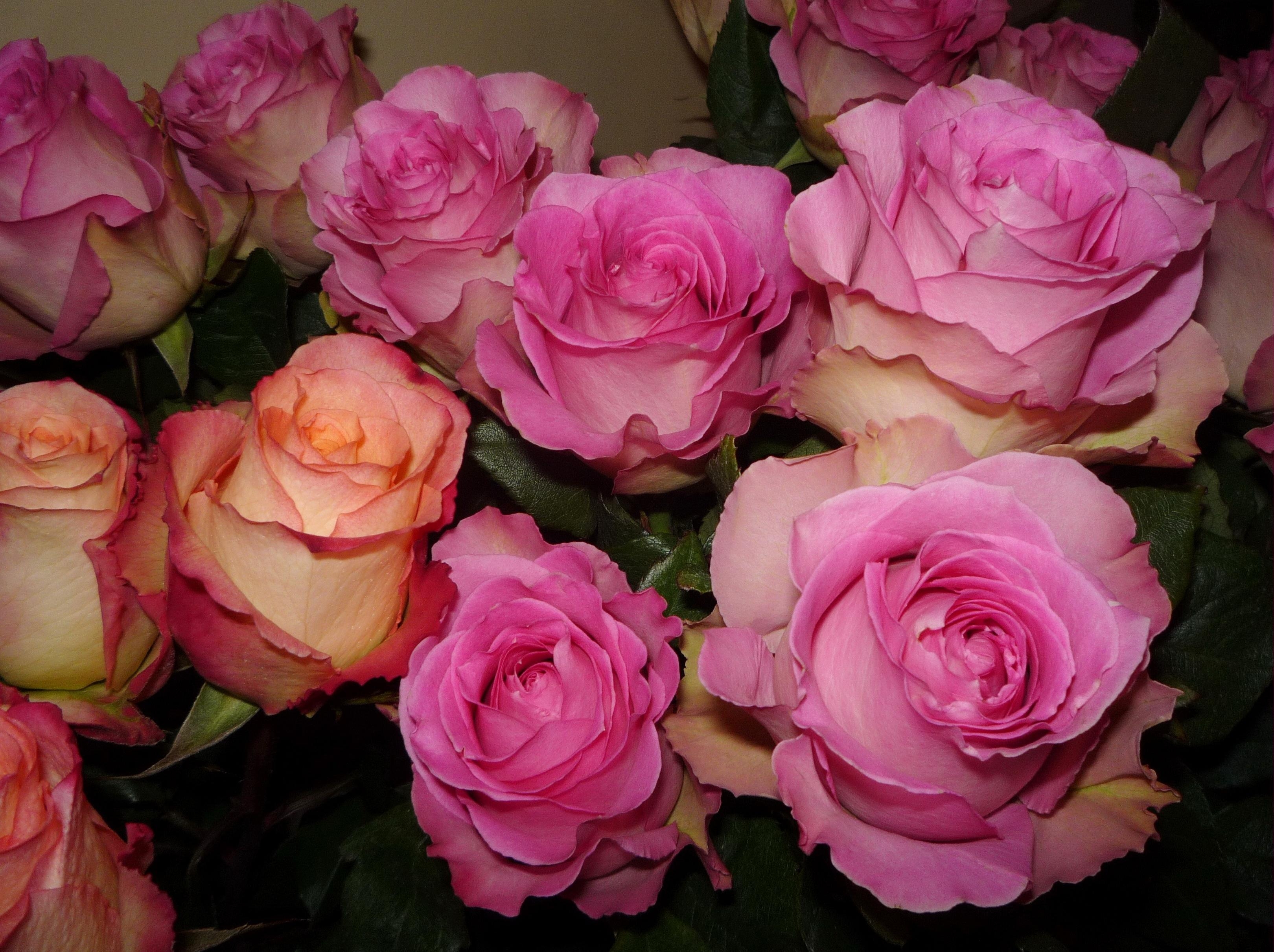 Laden Sie das Blumen, Roses, Strauß, Bouquet, Knospen, Zärtlichkeit-Bild kostenlos auf Ihren PC-Desktop herunter
