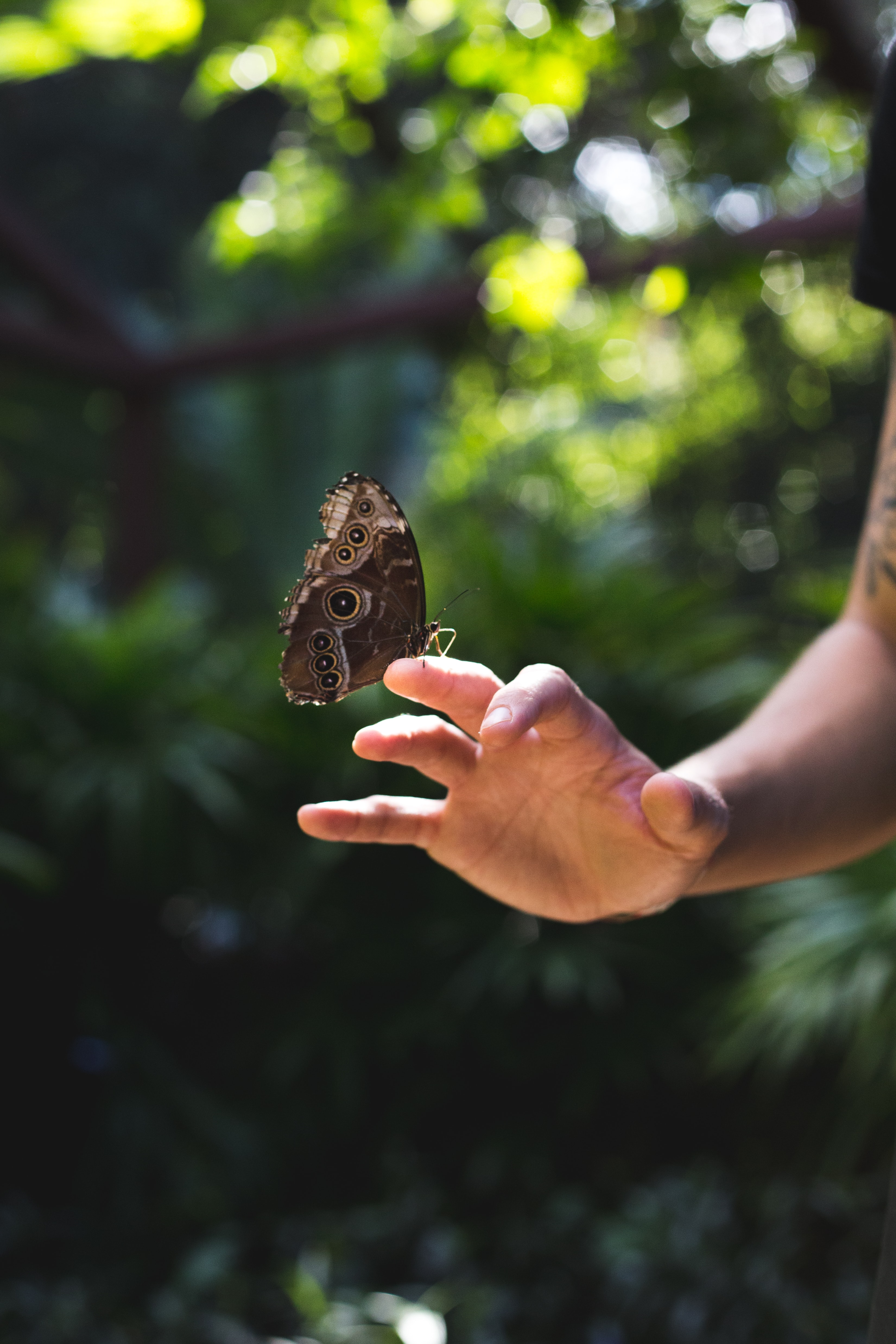 butterfly, hand, nature, miscellanea, miscellaneous, wings cellphone